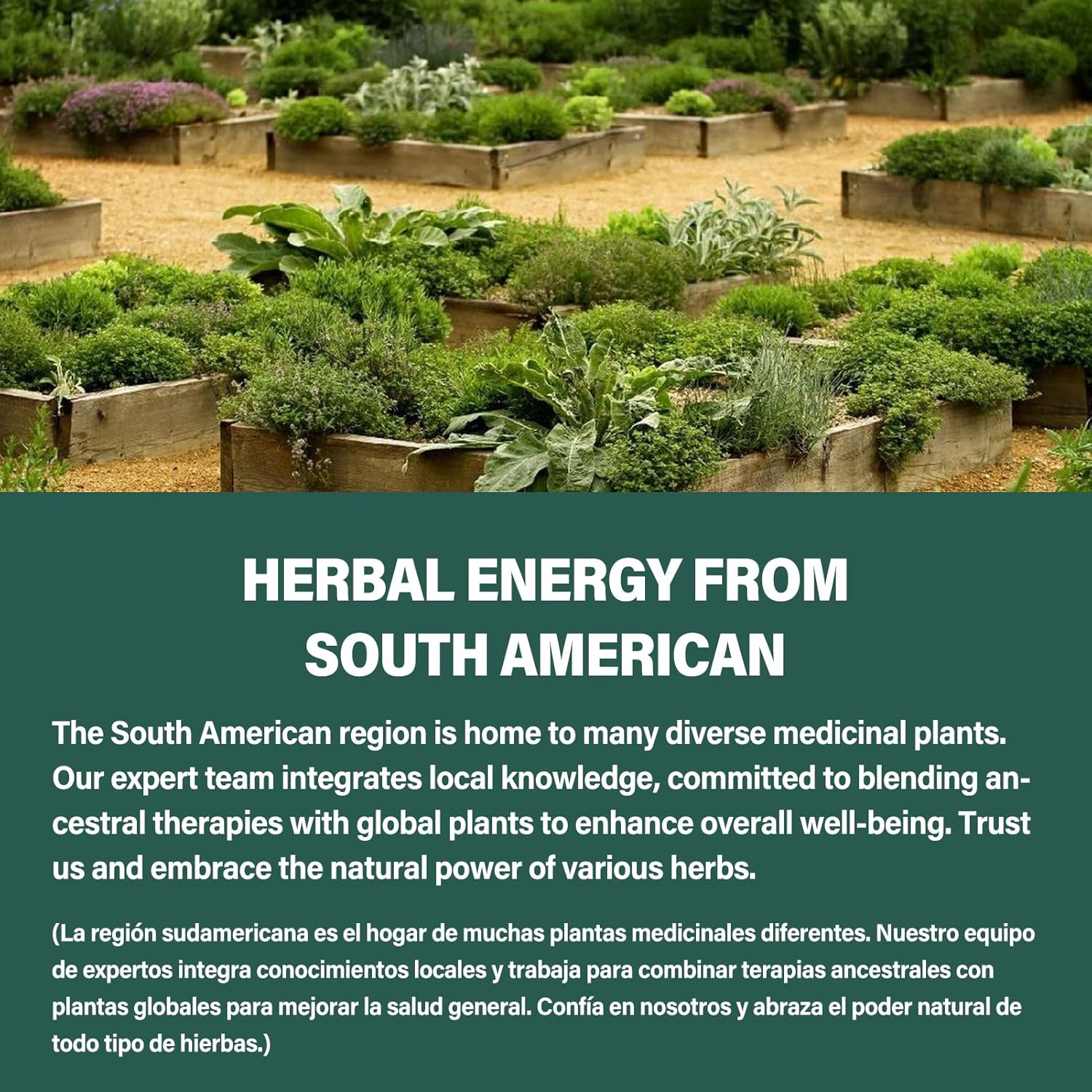 Jamaican Sarsaparilla Root Capsules for Immunity & Liver Detox with Kalawalla Milk Thistle - 90 Count