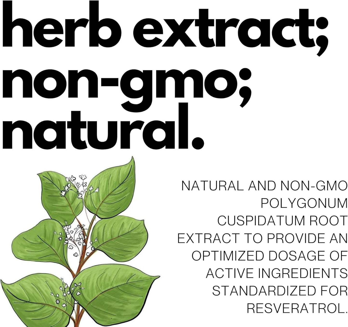 Japanese Knotweed Resveratrol Capsules - 99% Trans-Resveratrol - Immunity & Aging Support - 1 Week Trial Pack