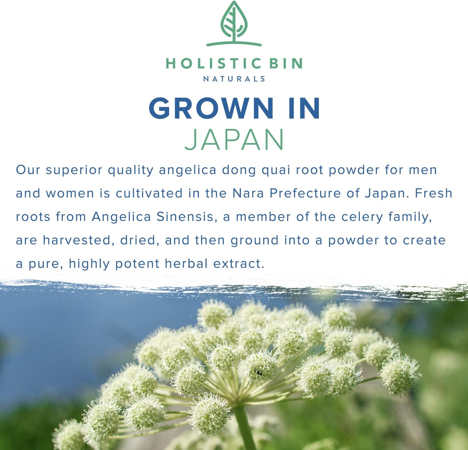 Japanese Wild Harvested Dong Quai Root Powder Extract (Angelica Sinensis) for Women's Health Support | Holistic Female Ginseng