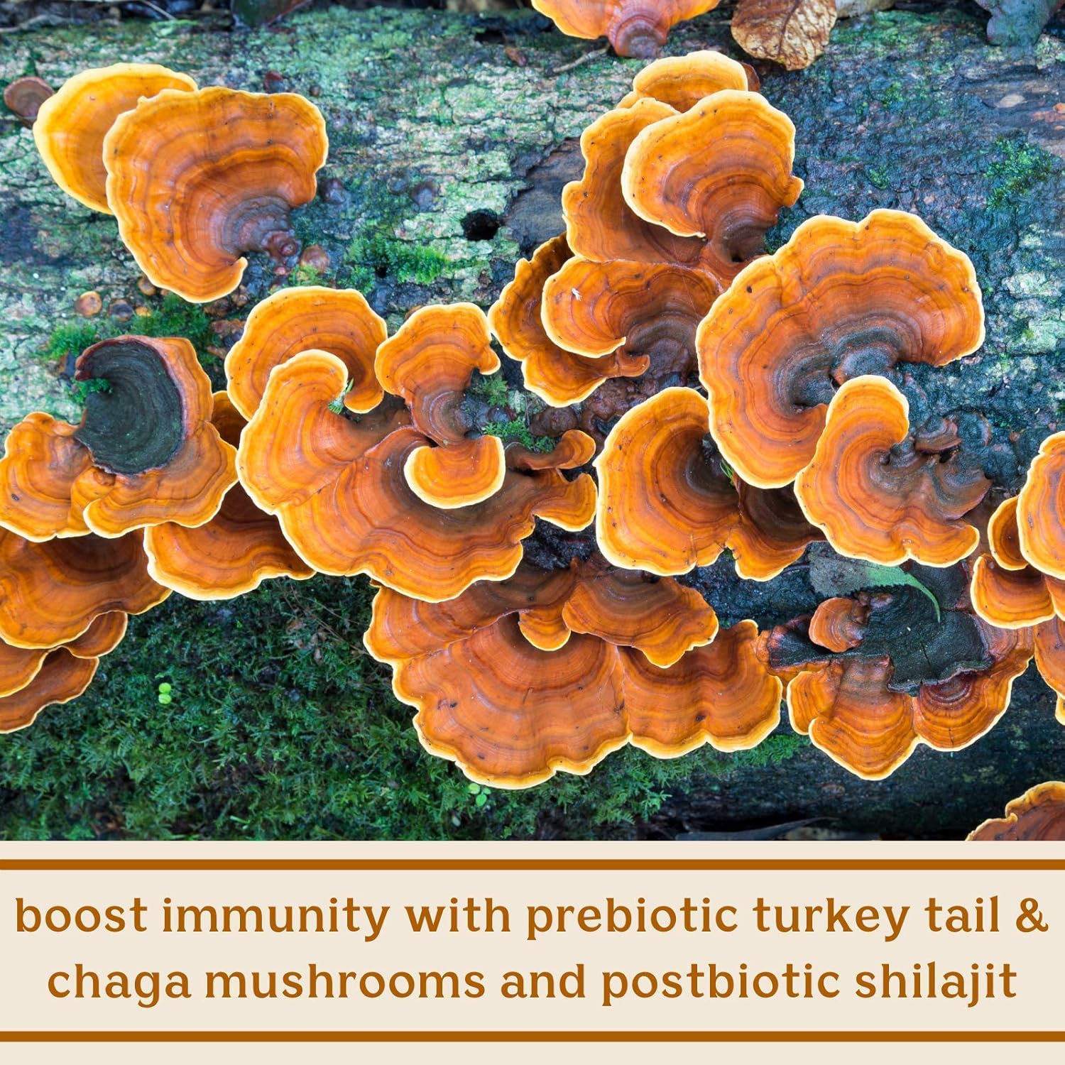 Kimberly Snyder Solluna Feel Good SBO Probiotics with Prebiotics, Postbiotics & Mushroom Extracts