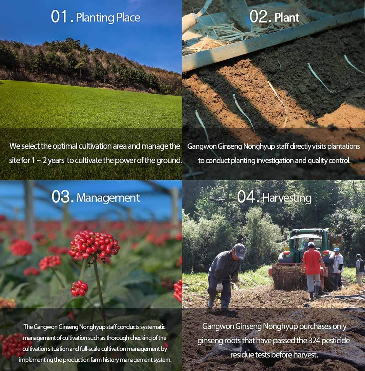 Korean Red Ginseng Extract Pure Daily Sticks (30 Count) - 6 Year Extract, Individually Packaged, Korean Food - 3 Boxes