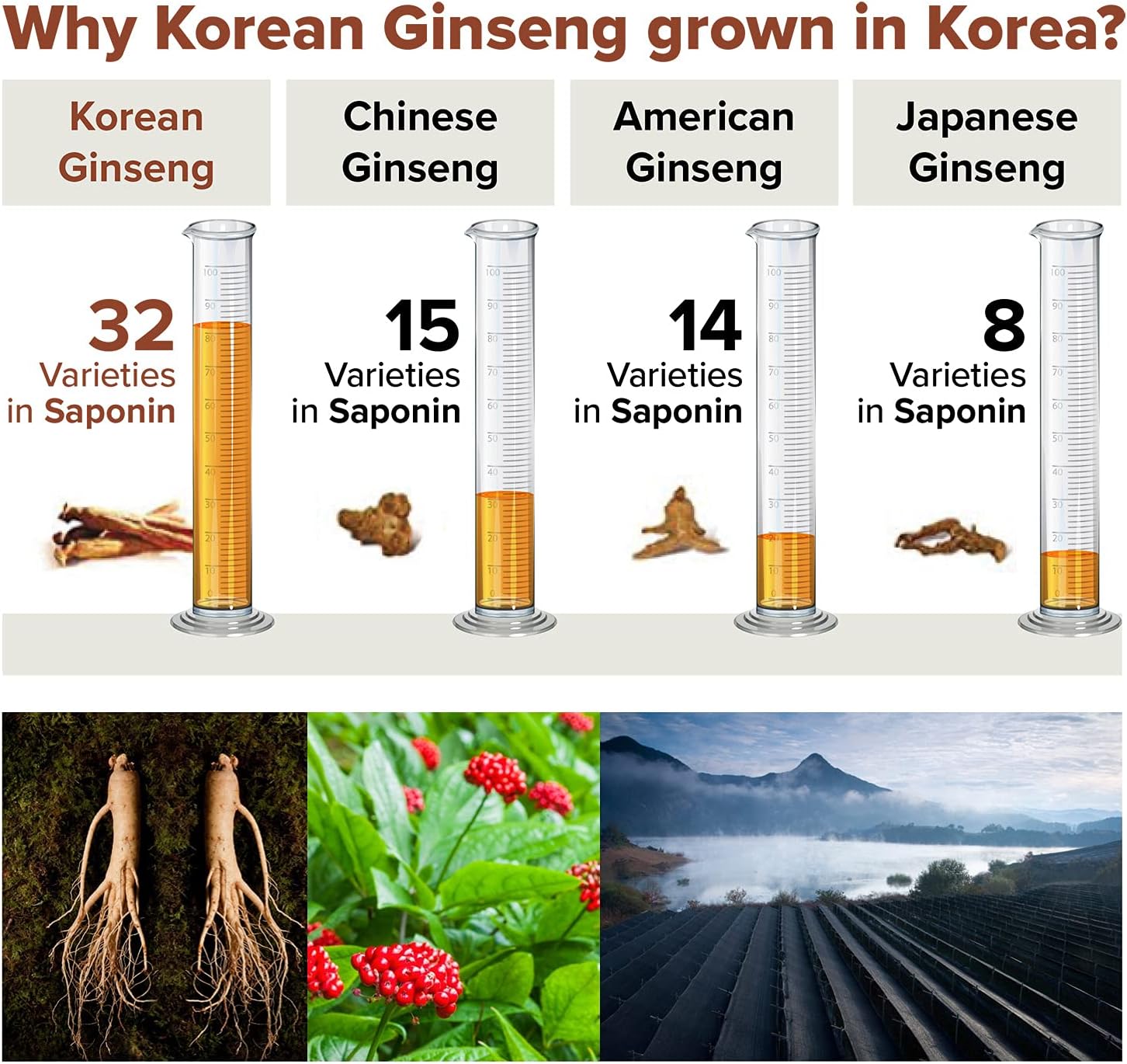 Korean Red Panax Ginseng Powder with Enhanced Ginsenosides Rg3 - 10 Sachets, 50mg Rg3 per Sachet, Made in Korea