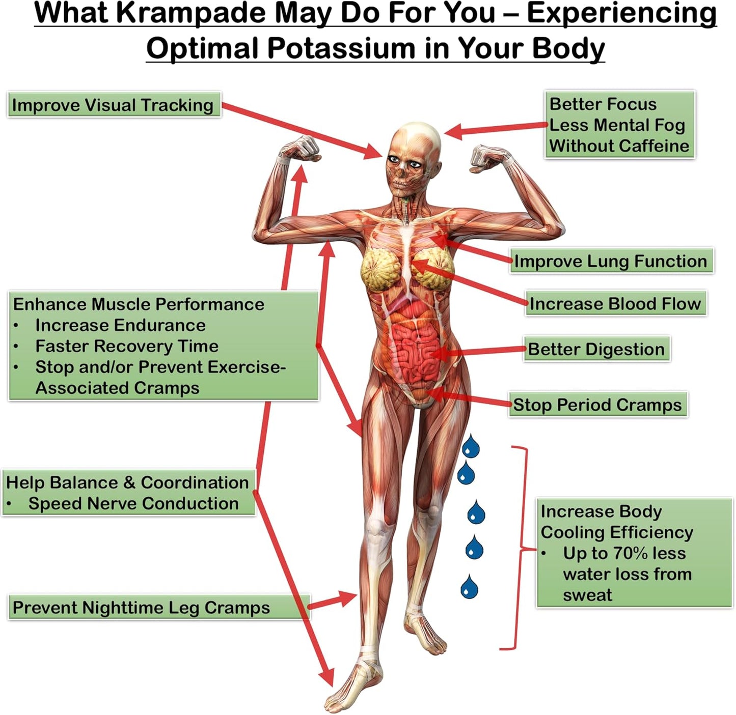 Krampade 2K Fruit Punch Single Serve Colorless Sports Drink with Potassium for Cramp Relief