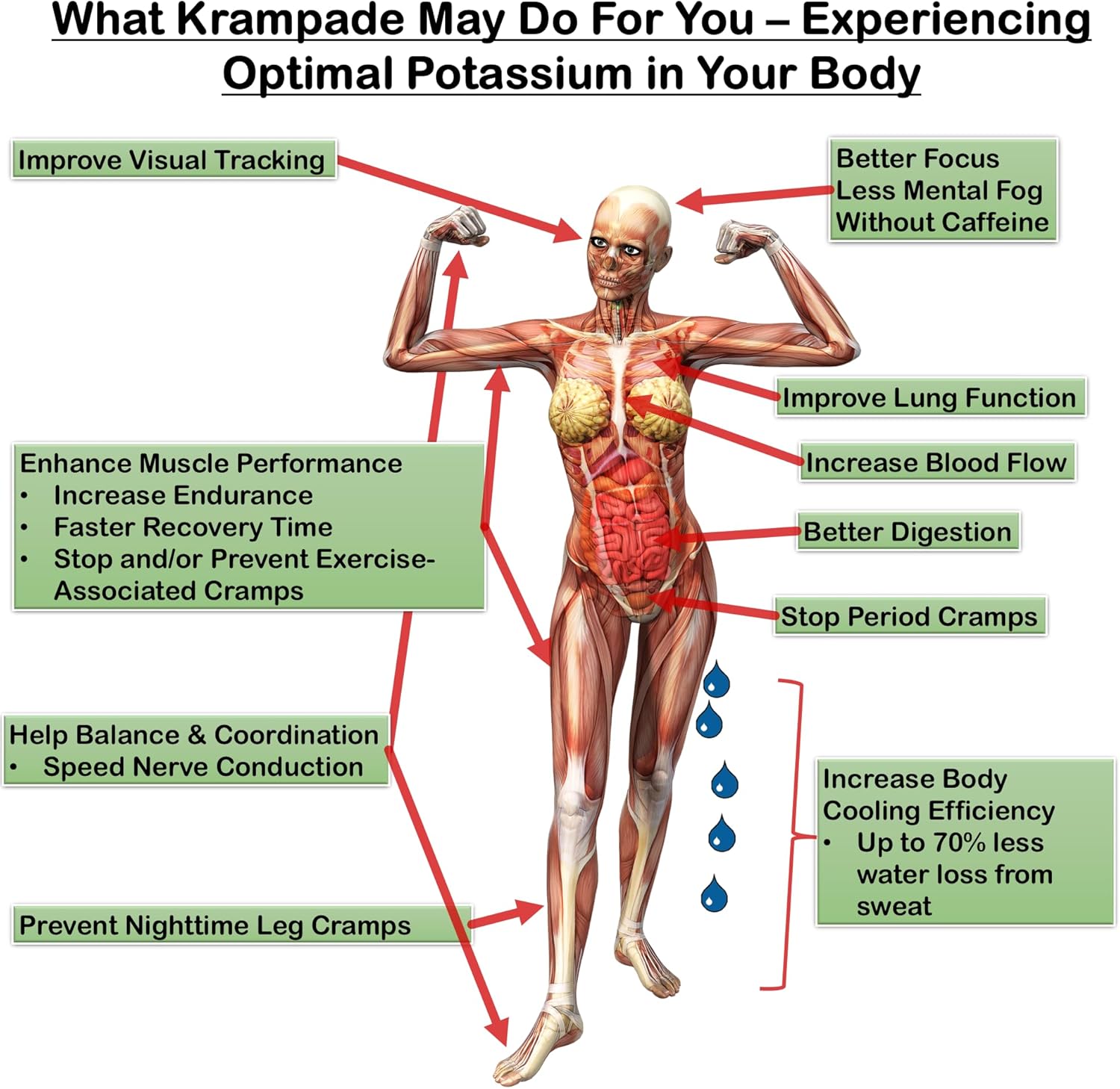 Krampade 2K Fruit Punch Single Serve Colorless Sports Drink with Potassium for Cramp Relief