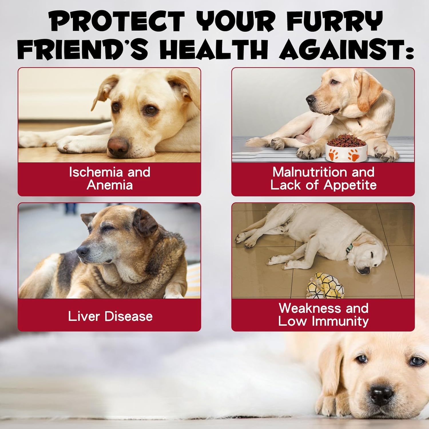 Liquid Iron Supplement for Dogs with Vitamin C and B12 - Supports Anemia, Energy Levels, and Blood Health, Red Blood Cell Formation