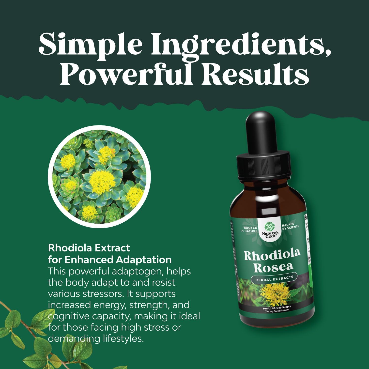 Liquid Rhodiola Rosea Supplement - High Potency Tincture for Stress, Energy, and Mood Support - 3% Salidrosides Extract - Vegan, Non-GMO, Alcohol-Free - 120 Servings