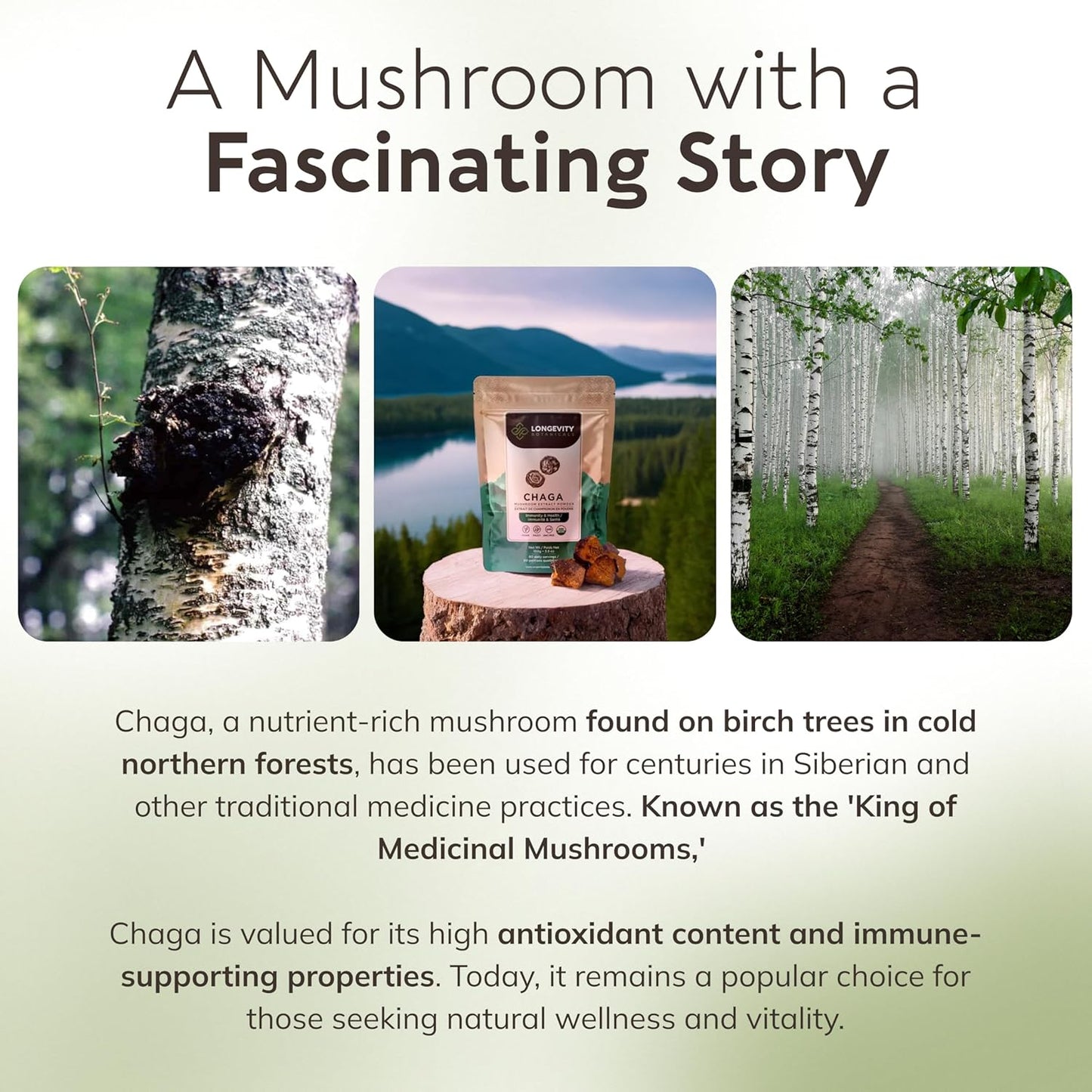 Longevity Botanicals Chaga Mushroom Powder - Organic Ultra Concentrated Supplement for Immune Support, Relaxation, Stress Relief, and Better Sleep - 100g