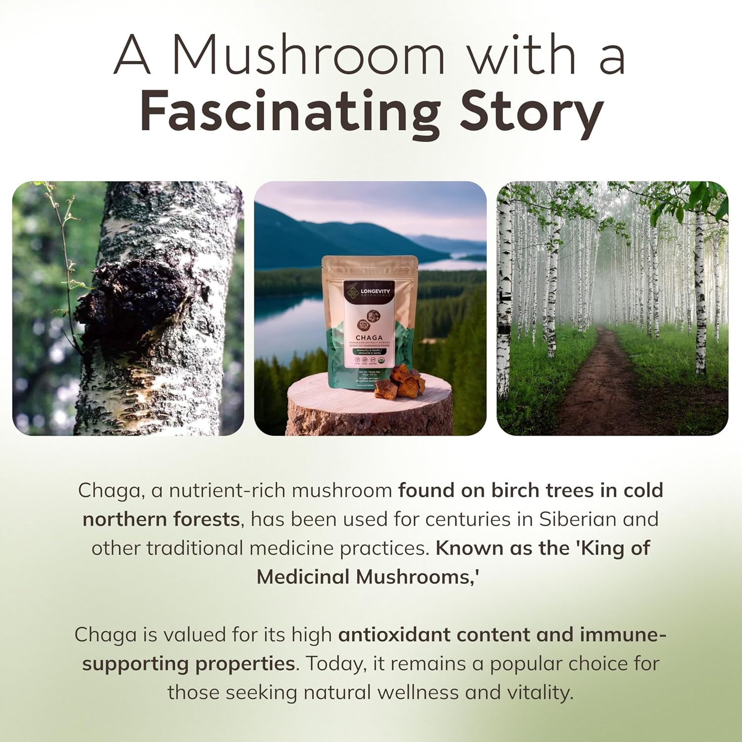 Longevity Botanicals Chaga Mushroom Powder - Organic Ultra Concentrated Supplement for Immune Support, Relaxation, Stress Relief, and Better Sleep - 100g