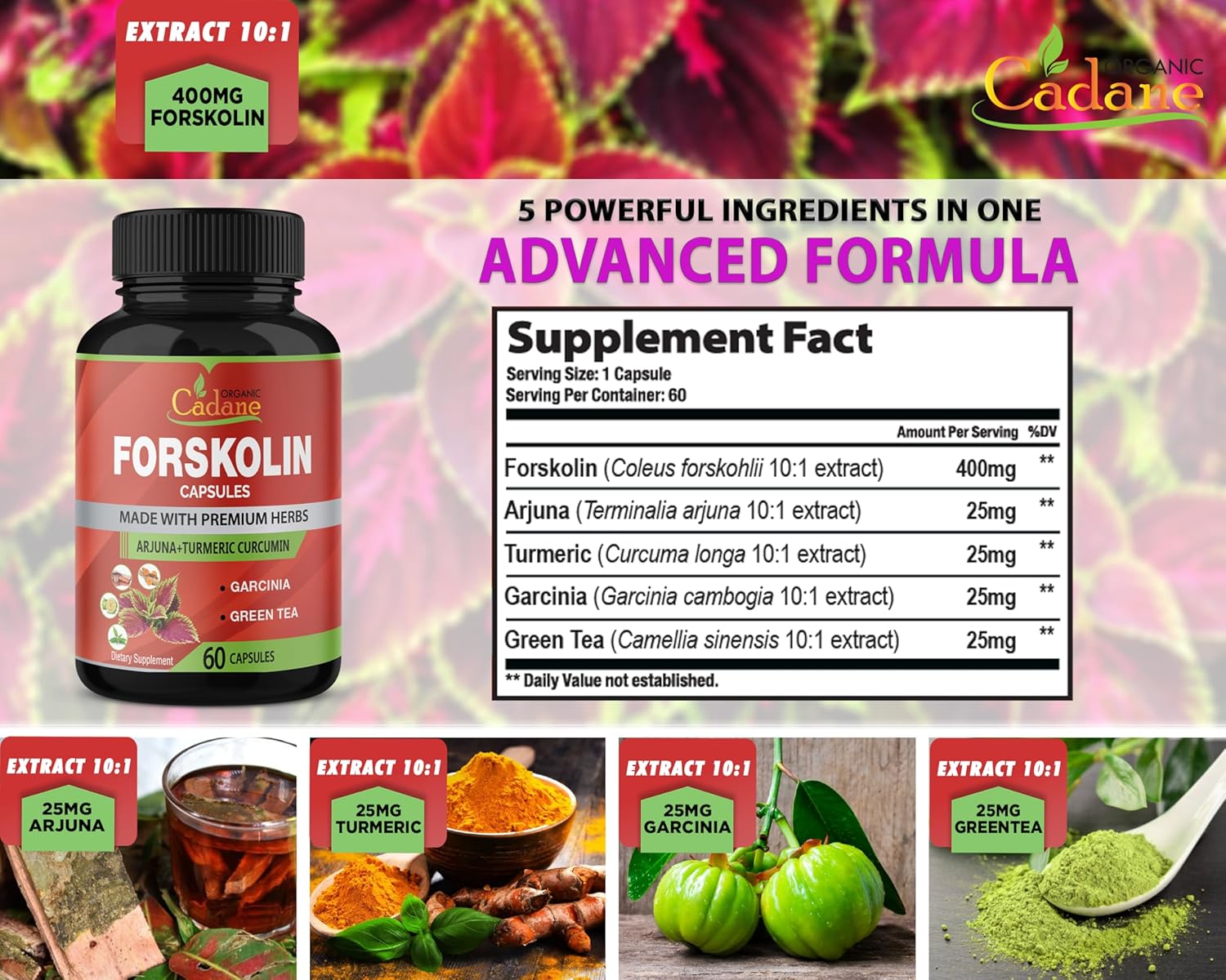 Maximum Strength Organic Cadane Forskolin Capsules with Turmeric, Arjuna, Garcinia Cambogia & Green Tea - Immune System Support - 60 Capsules, 2 Month Supply