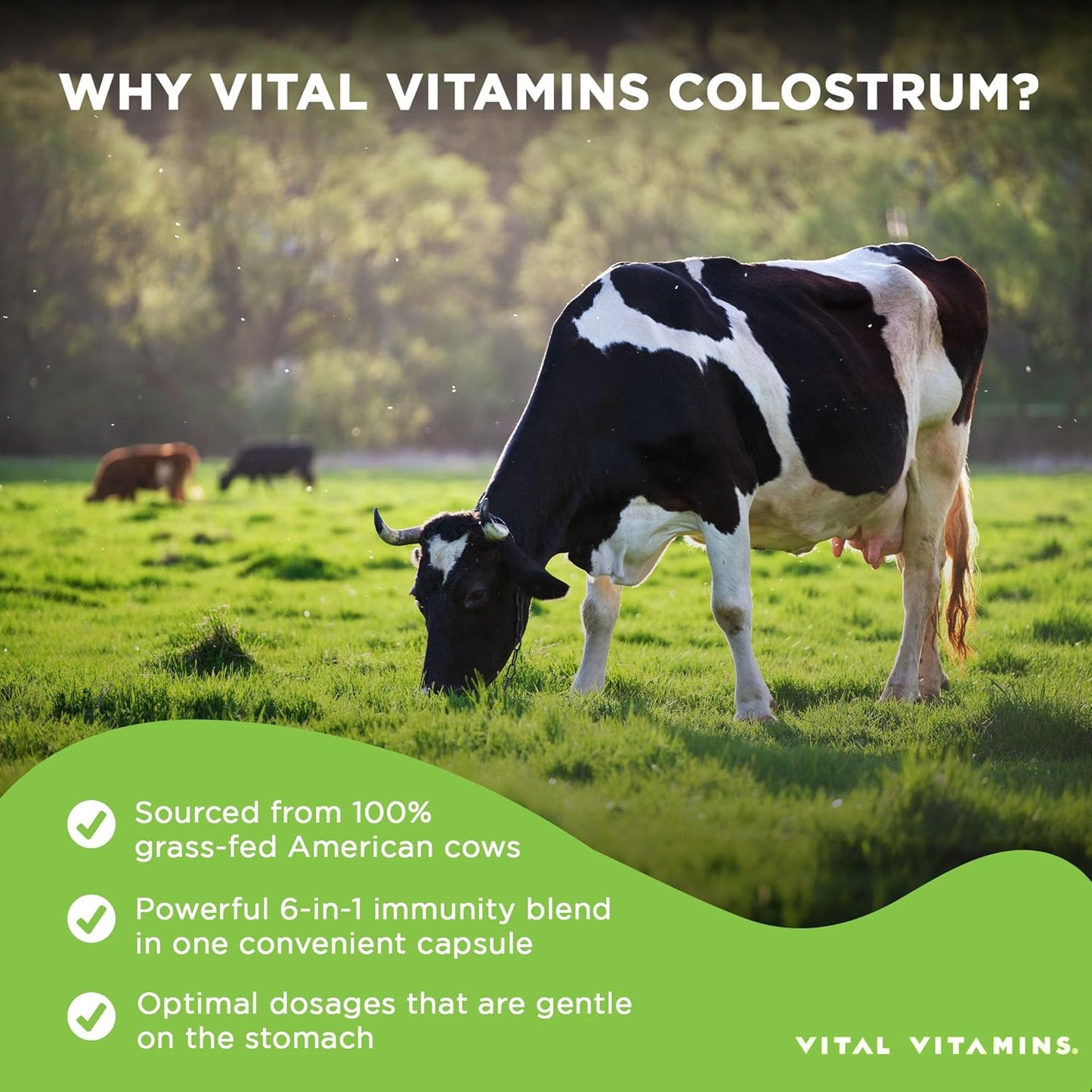 Men's Multivitamins with Vital Vitamins Colostrum Complex for Enhanced Immune Support and Overall Health