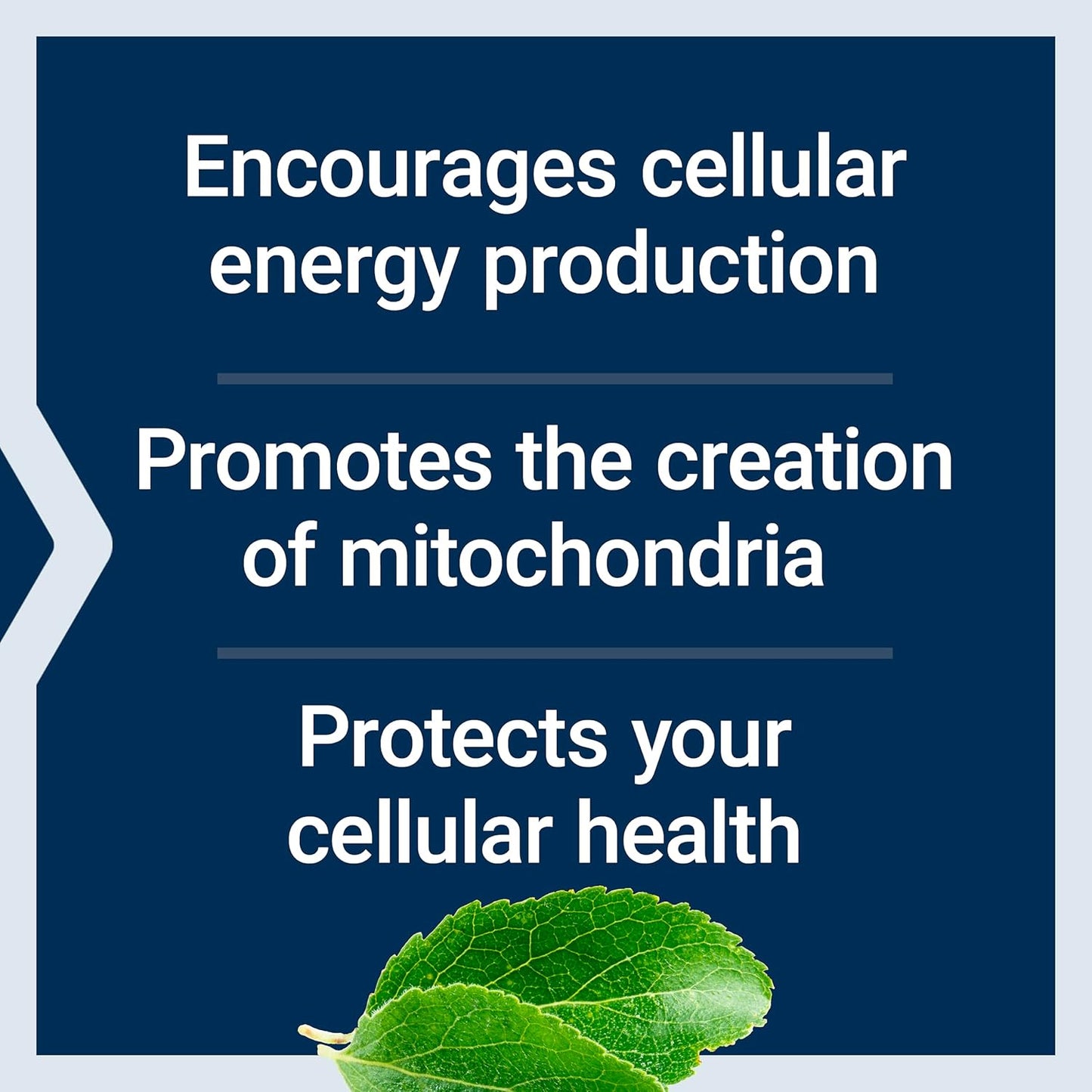 Mitochondrial Energy Optimizer & NAC Immune Support - 120 Capsules & 60 Capsules