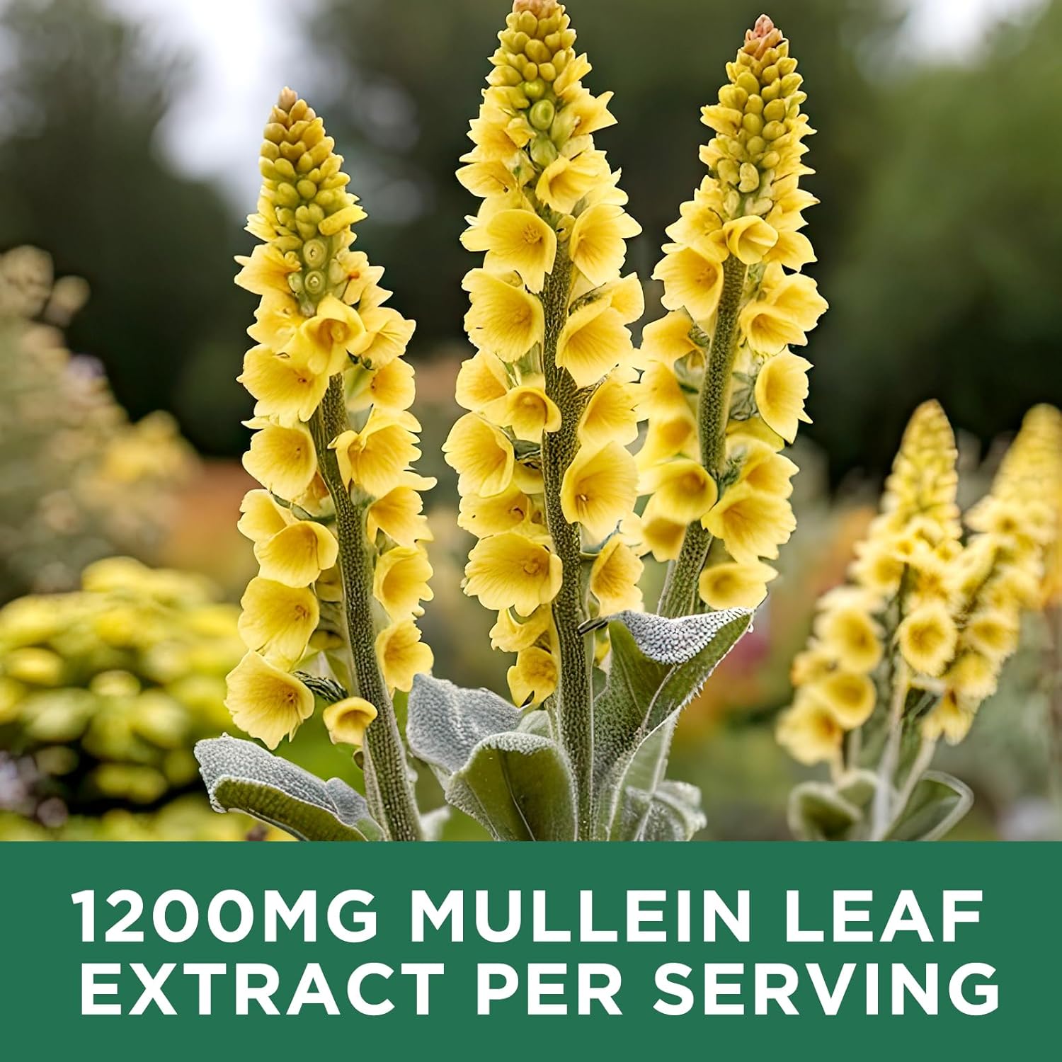 Mullein Leaf Extract Liquid Drops - Lung Cleanse & Detox Support - 1200mg - Non-GMO - 2 Fl Oz