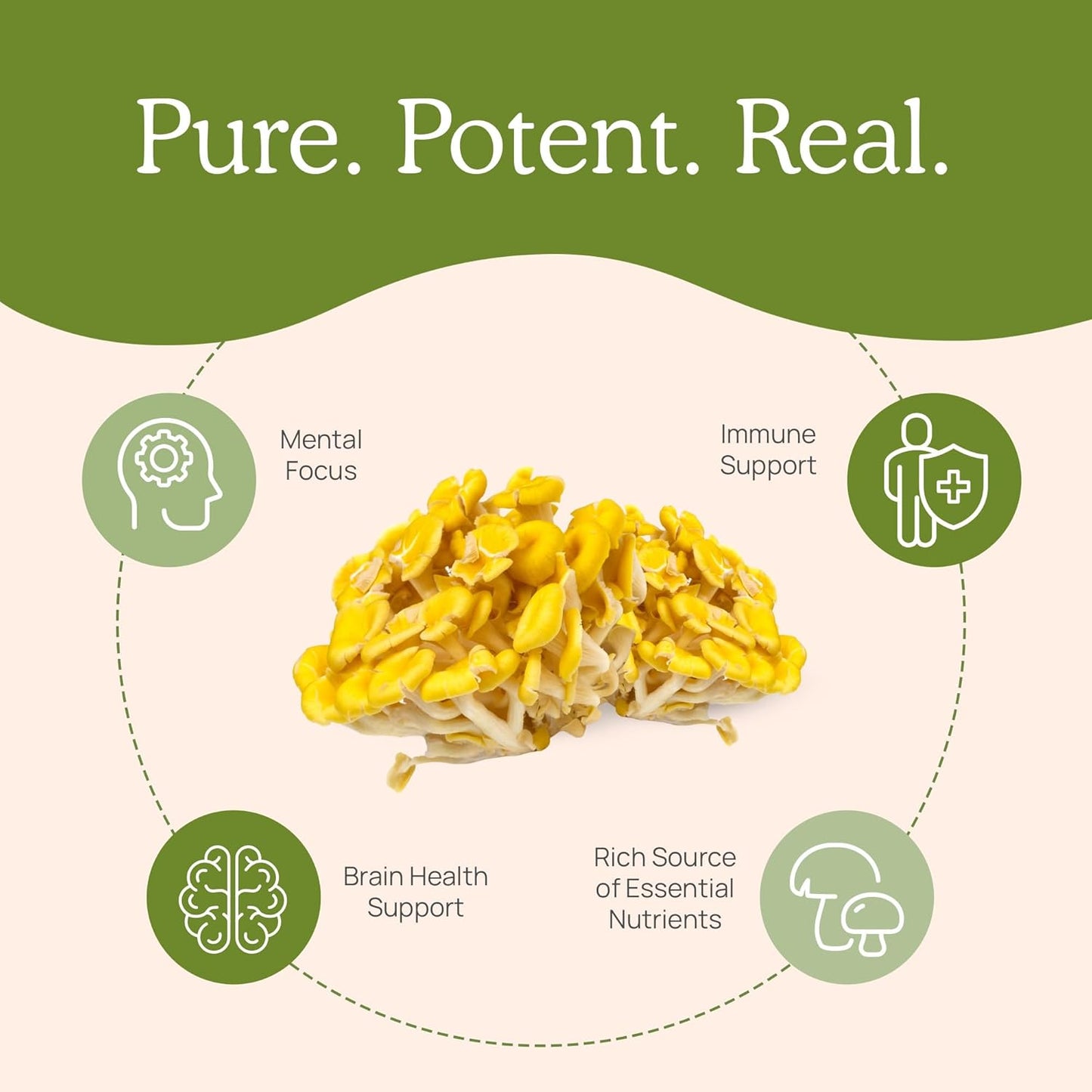 Mushroom Extracts Bundle for Longevity and Cognition - Ergothioneine, Lions Mane, Shiitake, Oyster - Vegan, Gluten Free, Non-GMO - Supports Healthy Aging - 60ct + 300ct