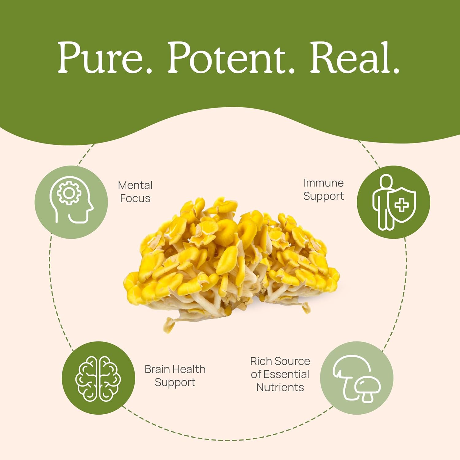 Mushroom Extracts Bundle for Longevity and Cognition - Ergothioneine, Lions Mane, Shiitake, Oyster - Vegan, Gluten Free, Non-GMO - Supports Healthy Aging - 60ct + 300ct