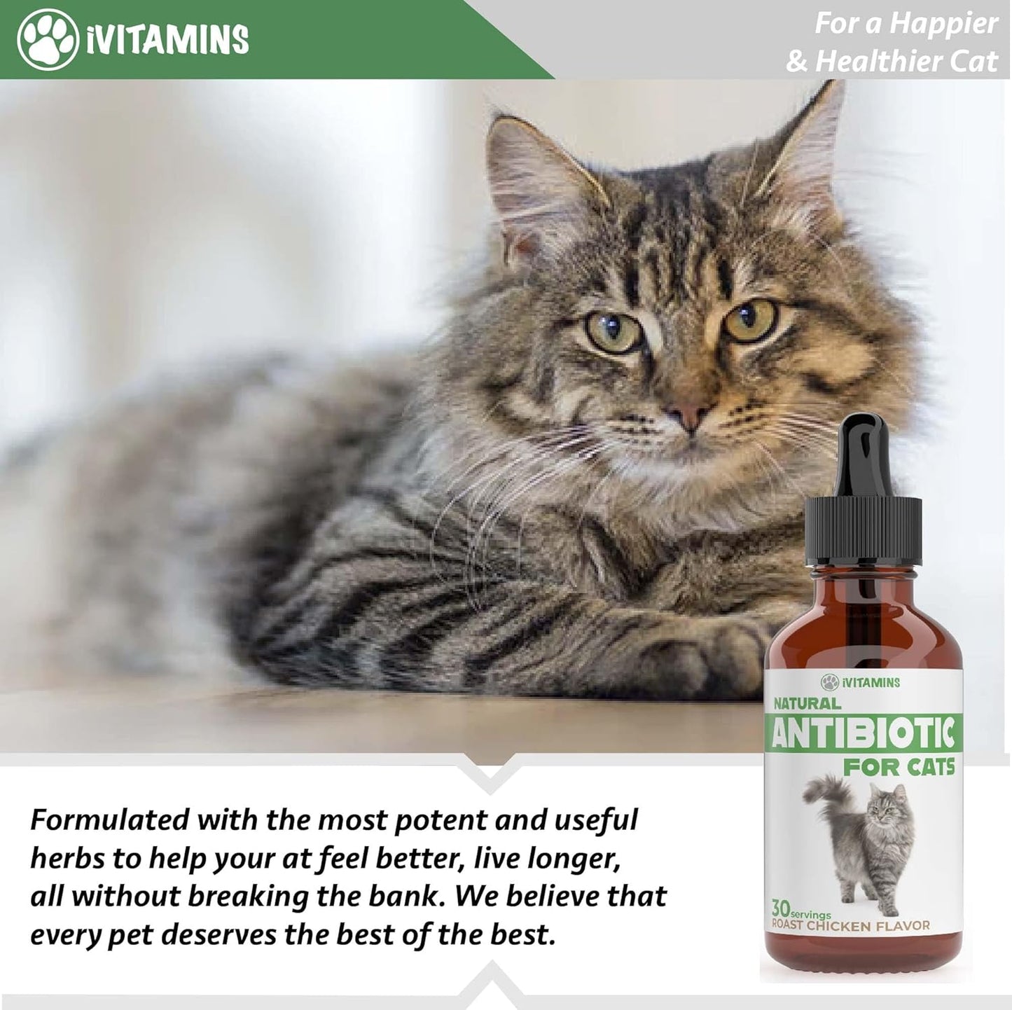 Natural Antibiotics for Cats - Effective Infection Treatment and UTI Relief - 1 fl oz