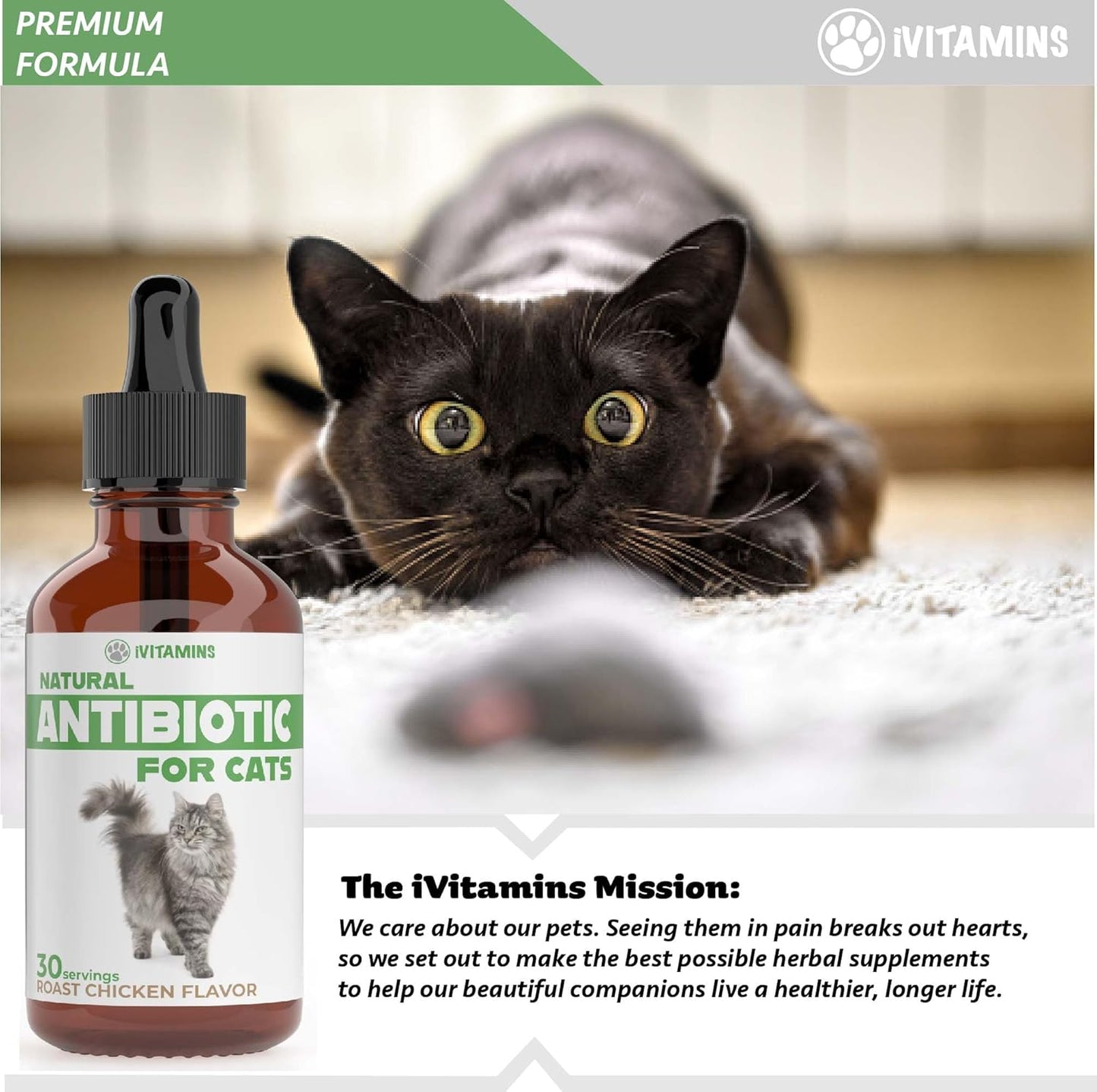 Natural Antibiotics for Cats - Effective Infection Treatment and UTI Relief - 1 fl oz