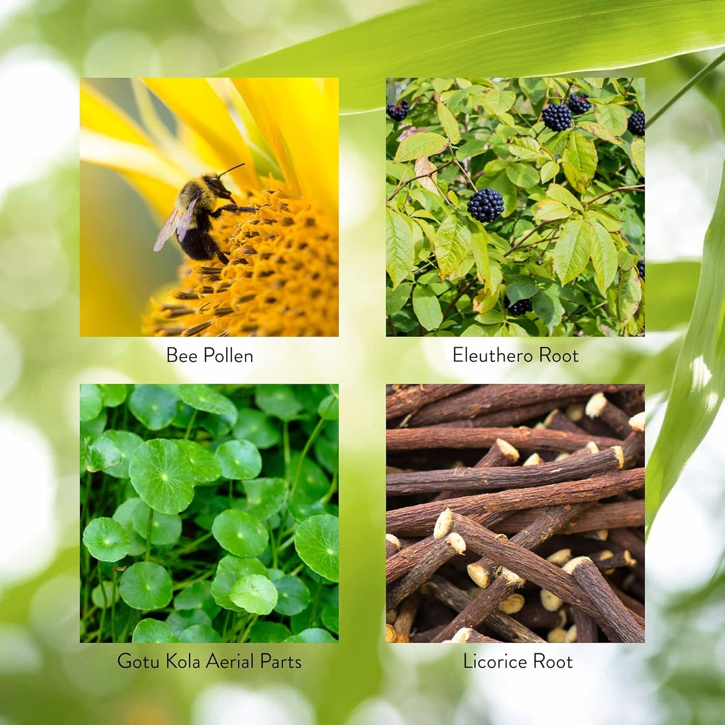 Natural Energy Boost Supplement - Nature's Sunshine Energ-V Capsules - 100 Count