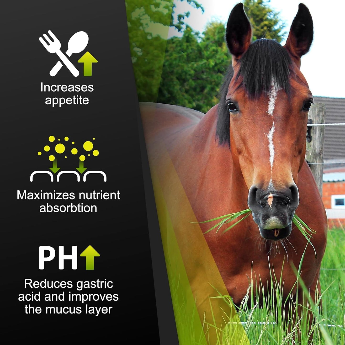 Natural Equine Stomach Health Supplement for Horses, Prevents and Heals Gastric Ulcers, Supports Gut Health, 30 Servings