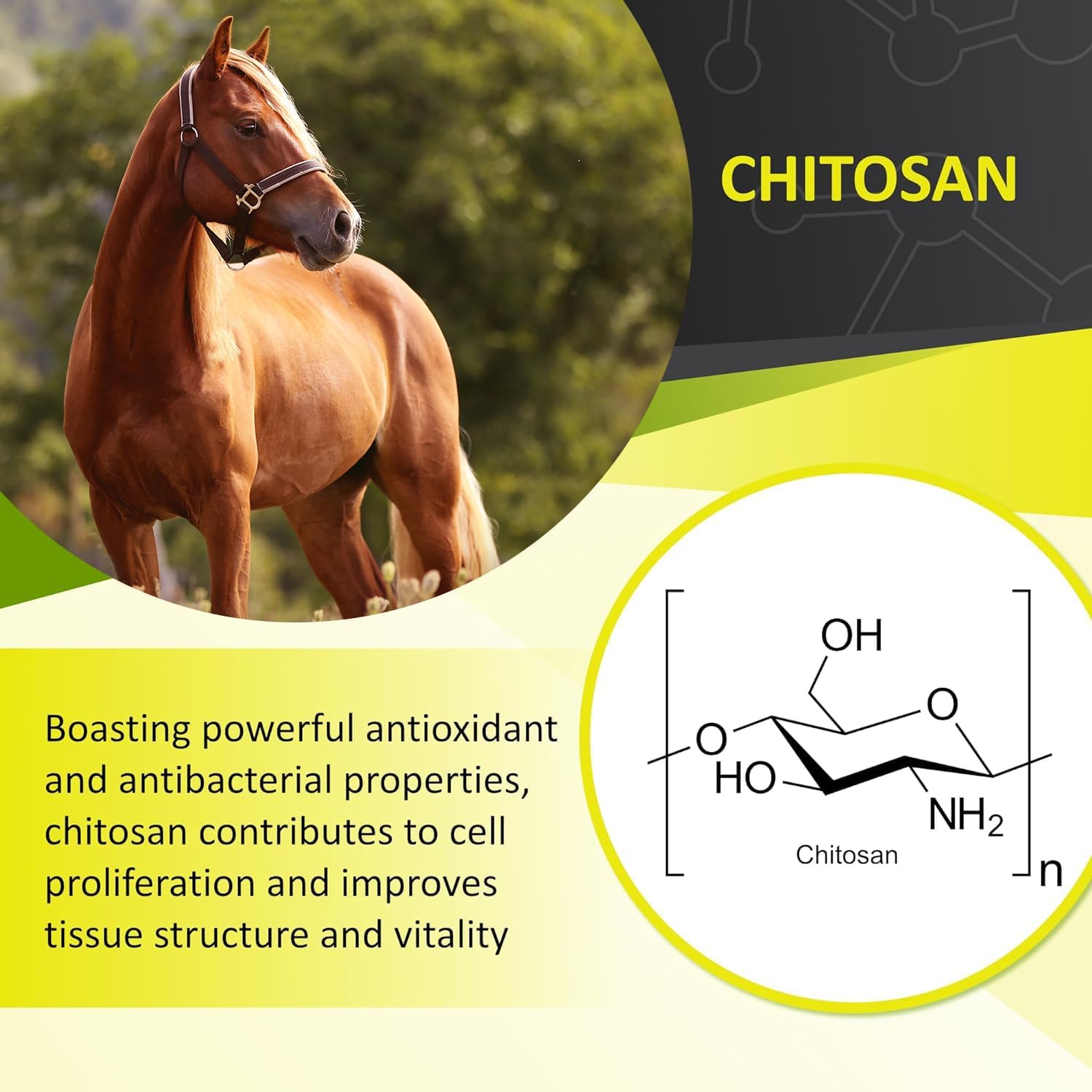 Natural Equine Stomach Health Supplement for Horses, Prevents and Heals Gastric Ulcers, Supports Gut Health, 30 Servings