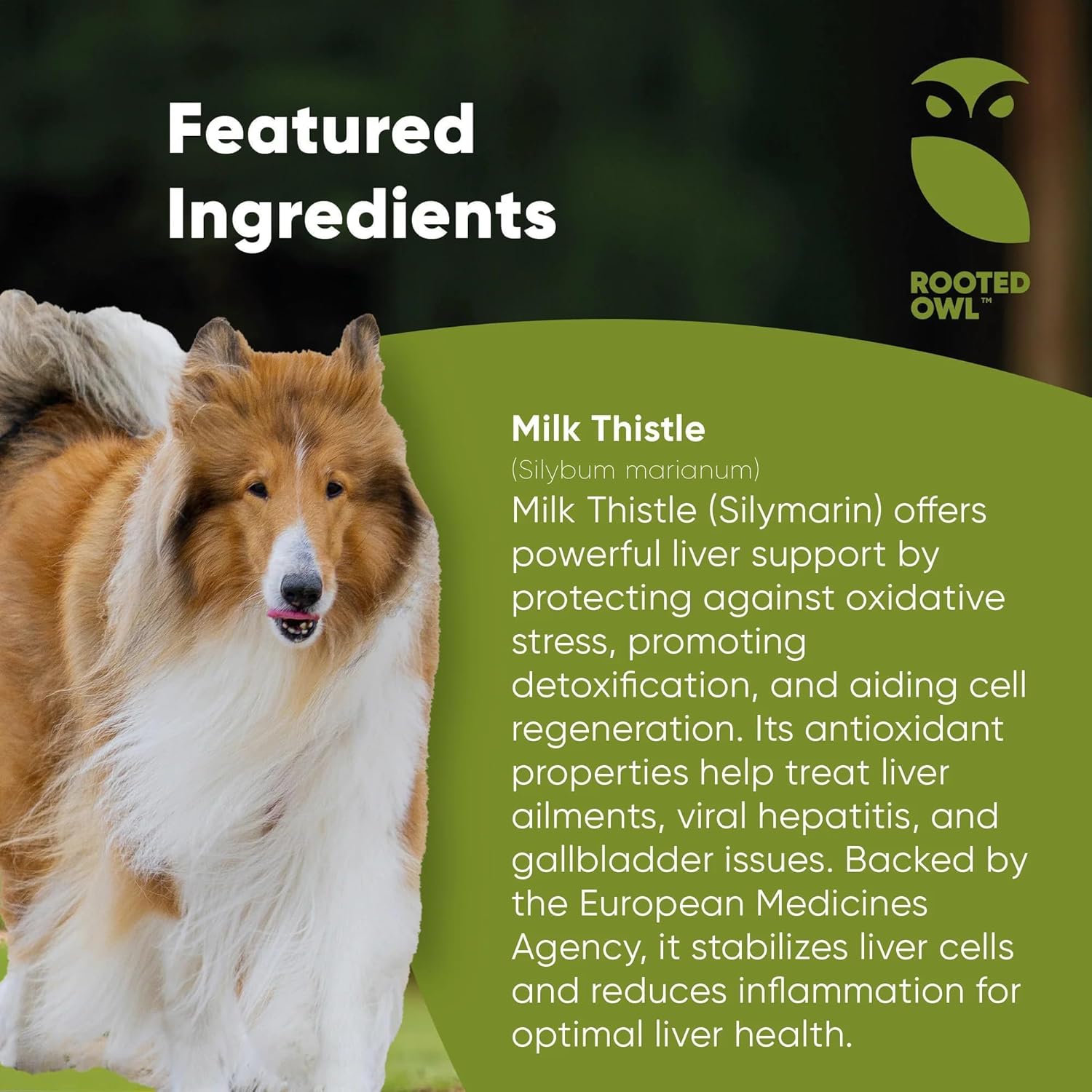 Natural Liver Health Supplement for Dogs - Rooted Owl Liver Support with Milk Thistle - 60 Vegetarian Capsules