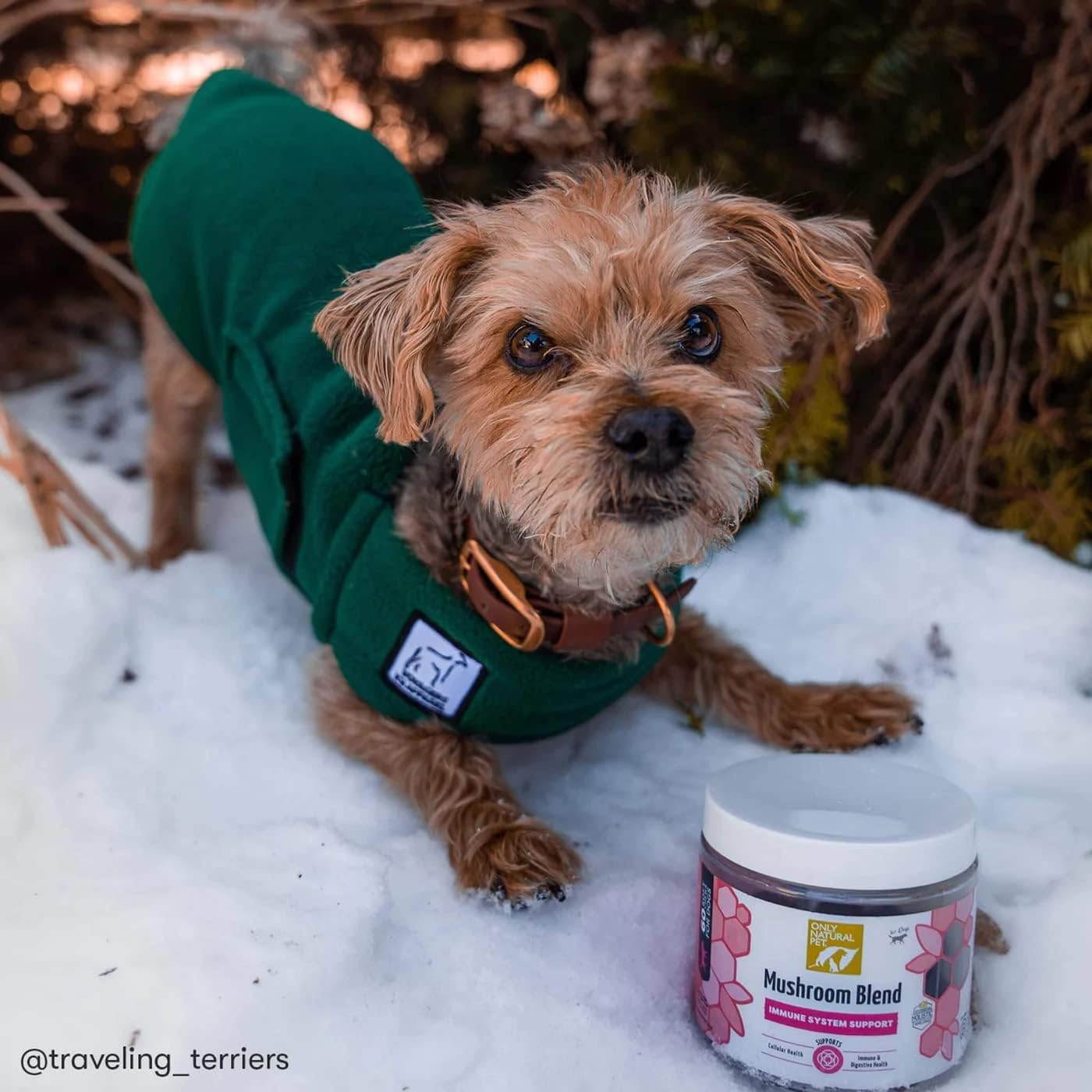 Natural Pet Mushroom Blend Immune System Support Soft Chews for Dogs - Boost Cellular, Digestive, & Liver Health - Multivitamin Beta-Glucan & Antioxidant - Bacon Flavor - 60 Chews