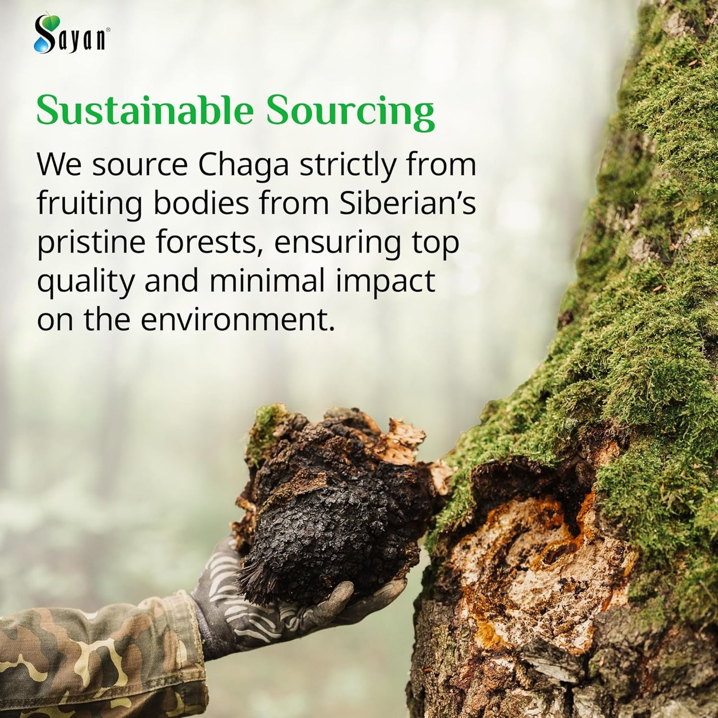 Natural Sayan Siberian Chaga Mushroom Extract Capsules - Antioxidant Supplement for Immune Support - Vegan & Non-GMO - 90 Capsules