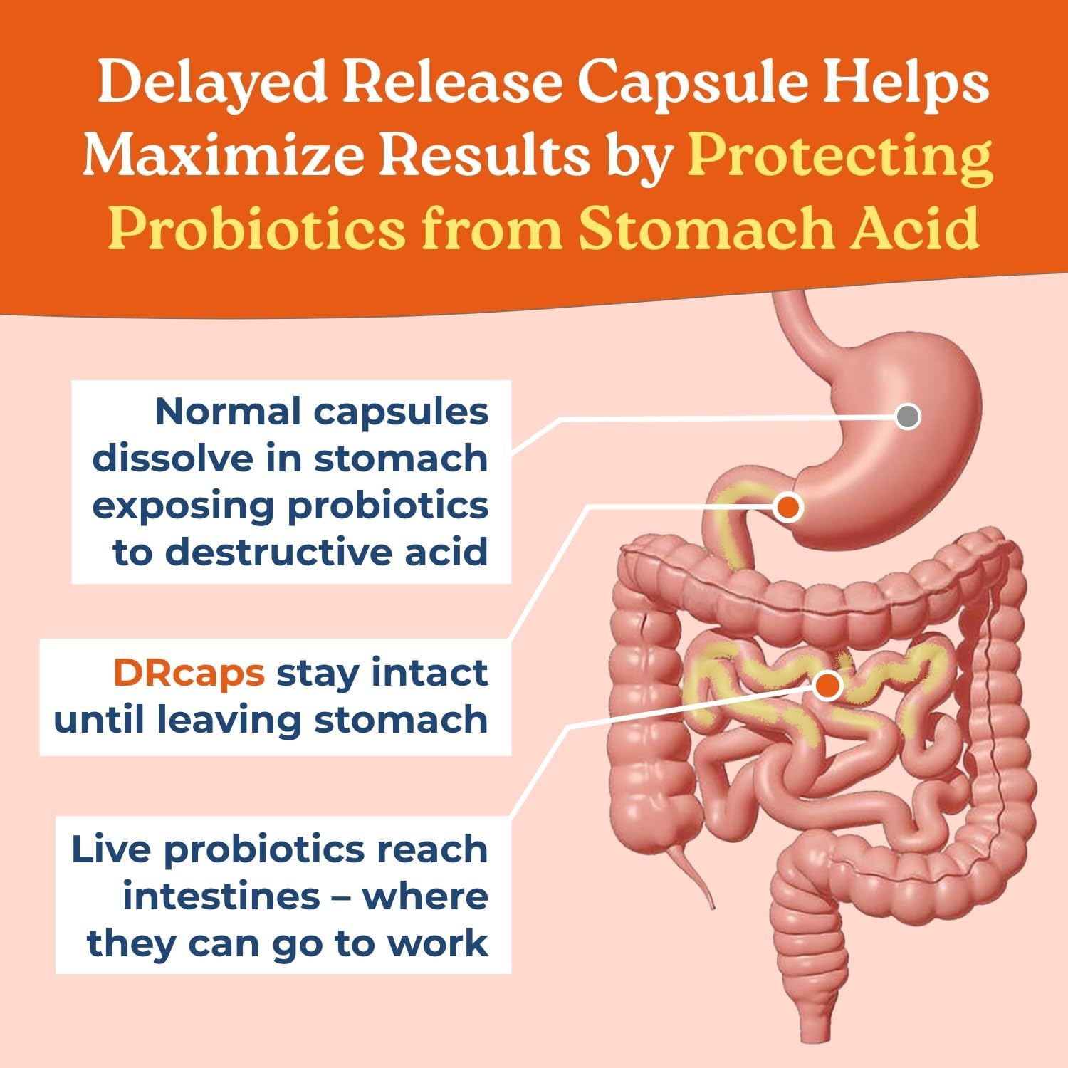 NatureCity True-Life-PB Prebiotic & Probiotic Blend for Digestive Health - Shelf Stable, Dairy Free - 60 Veggie Capsules for Men & Women