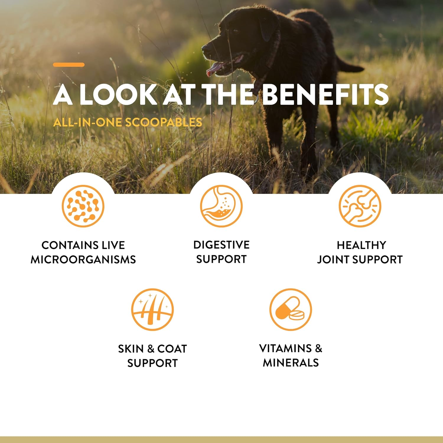 NaturVet All-in-One Multivitamin for Dogs - Joint, Digestion, Skin, Coat, Immune Support - Bacon Flavor Vitamin Supplement - 11oz