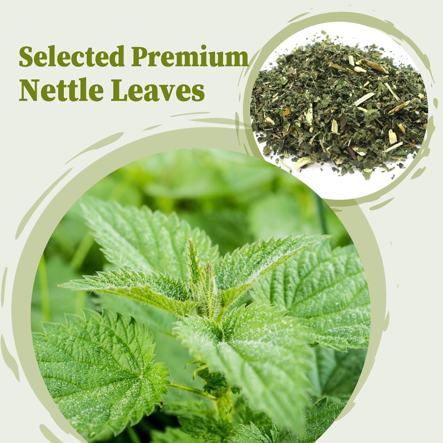 Nettle Leaf Tea Bags - 25 Teabags, 1.5g/bag - Promotes Eye Health & Bone Strength - FullChea Stinging Nettle Tea