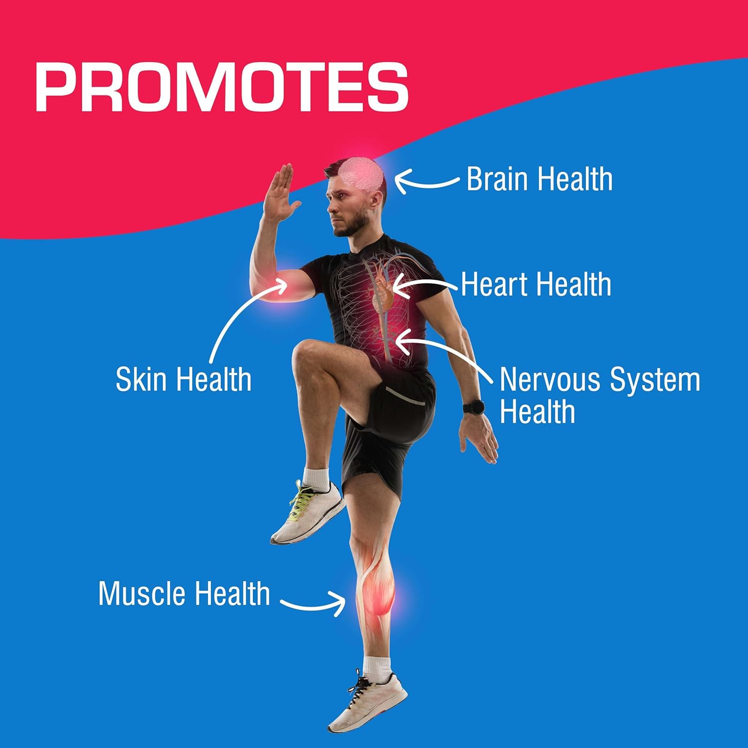 Neuro Ease Supplement with Vitamin B12, Turmeric Curcumin, and Magnesium - 40 Tablets for Muscle and Nerve Health - Includes Choline and Niacin for Optimal Wellness