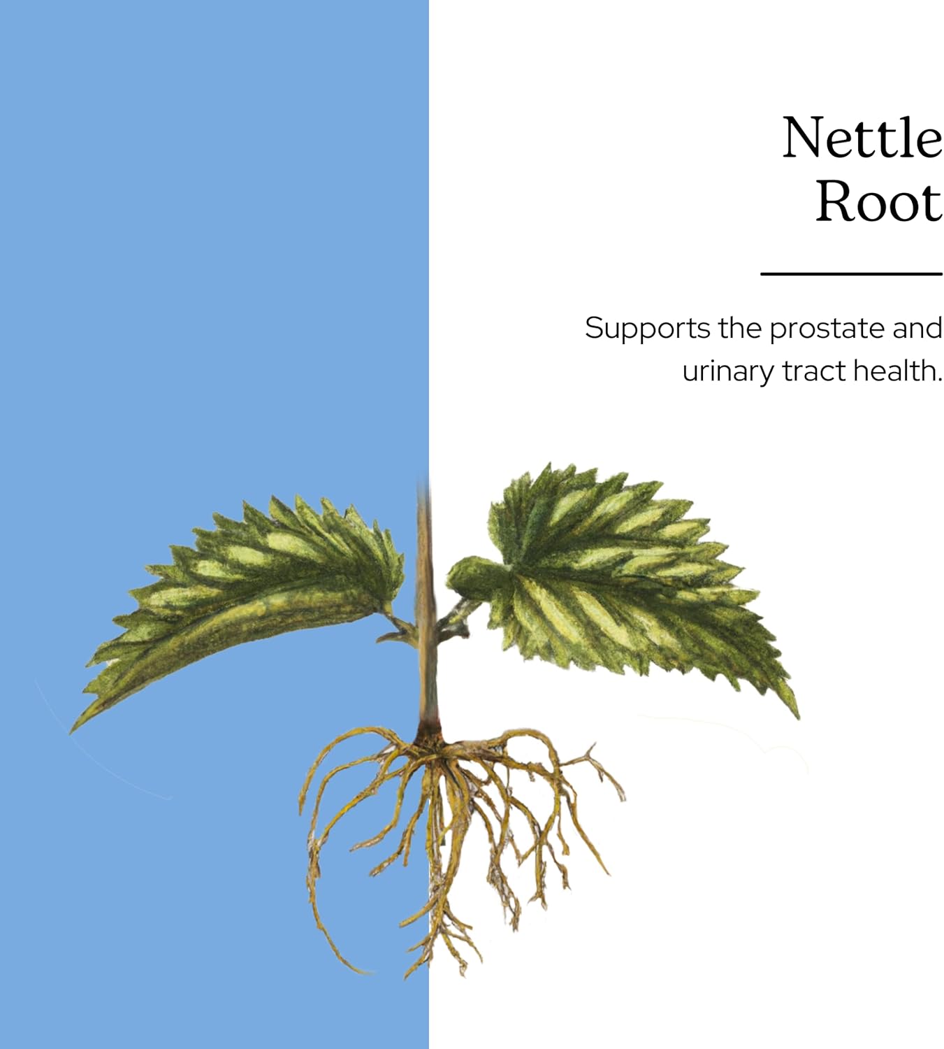 Non-GMO Freeze-Dried Nettle Root Capsules for Prostate and Urinary Tract Support - 90 Count