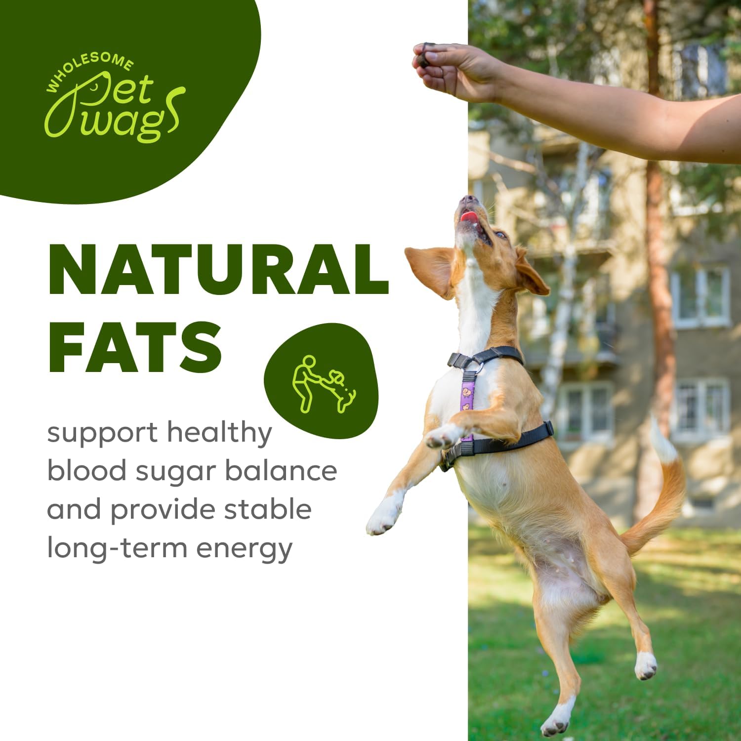 Omega-3 Dog Skin & Coat Soft Chews with Fish Oil, Biotin, Vitamins A & D3 | Pet Vitamins for Skin Health | 60 Chews