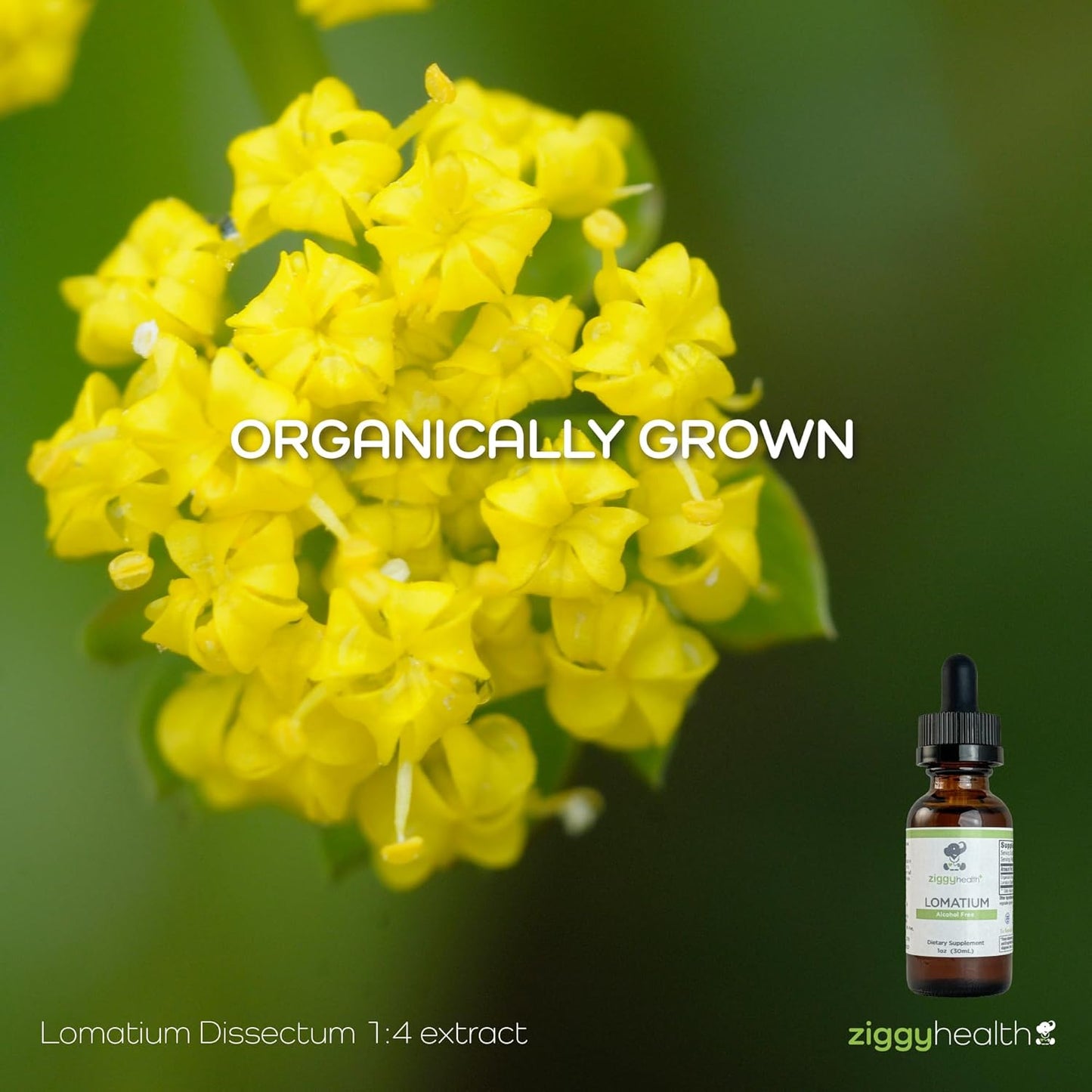 Organic Alcohol-Free Lomatium Root Extract Tincture Drops for Immune & Lung Support - 1oz - Ziggy Health