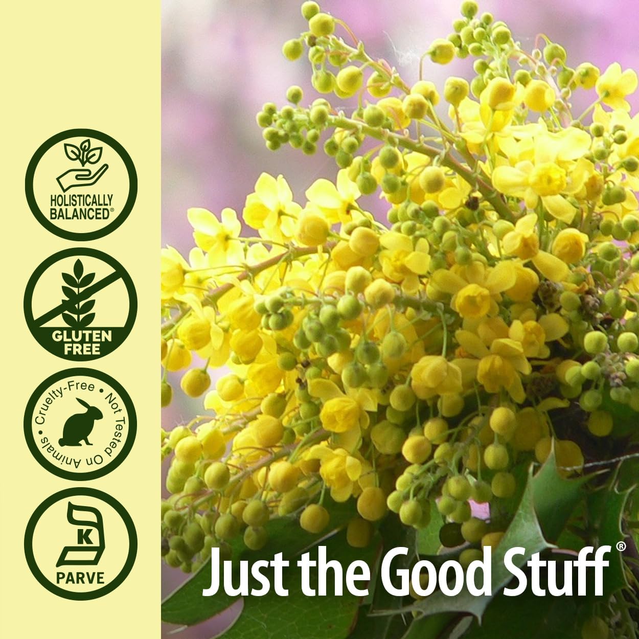 Organic Alcohol-Free Oregon Grape Root Extract 1oz | Promotes Wellness | Vegan, Non-GMO, Gluten-Free, Kosher | Single Bottle