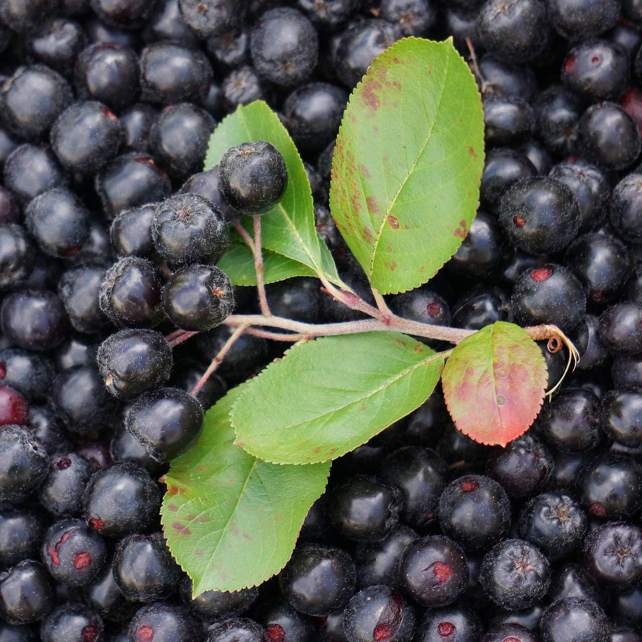 Organic Aronia Juice Powder | Rich in Antioxidants and Nutrients | RAW, Non-GMO, Gluten Free | Water Soluble Superfood Powder