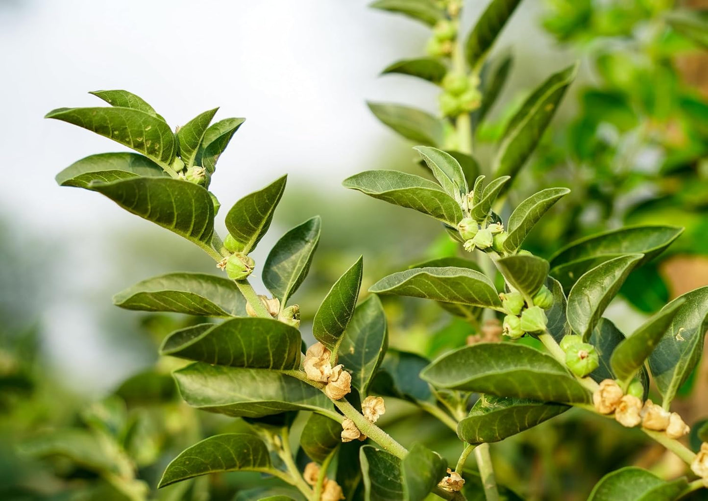 Organic Ashwagandha Root Powder 8 oz - Non-GMO Indian Ginseng, Raw Vegan Adaptogenic Herb - Easy to Mix