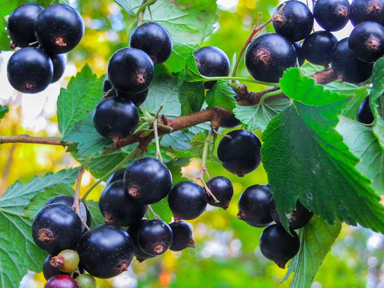 Organic Black Currant Powder 8lbs - Non-GMO Vegan Superfood Rich in Antioxidants for Juices & Smoothies