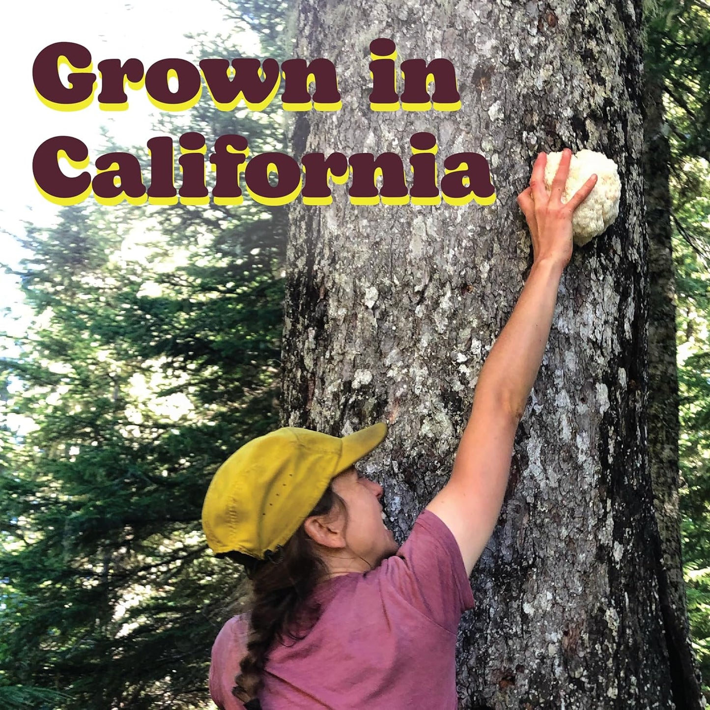 Organic California Grown Lions Mane Mushroom Powder - 3.5 Ounce by Wilderness Poets