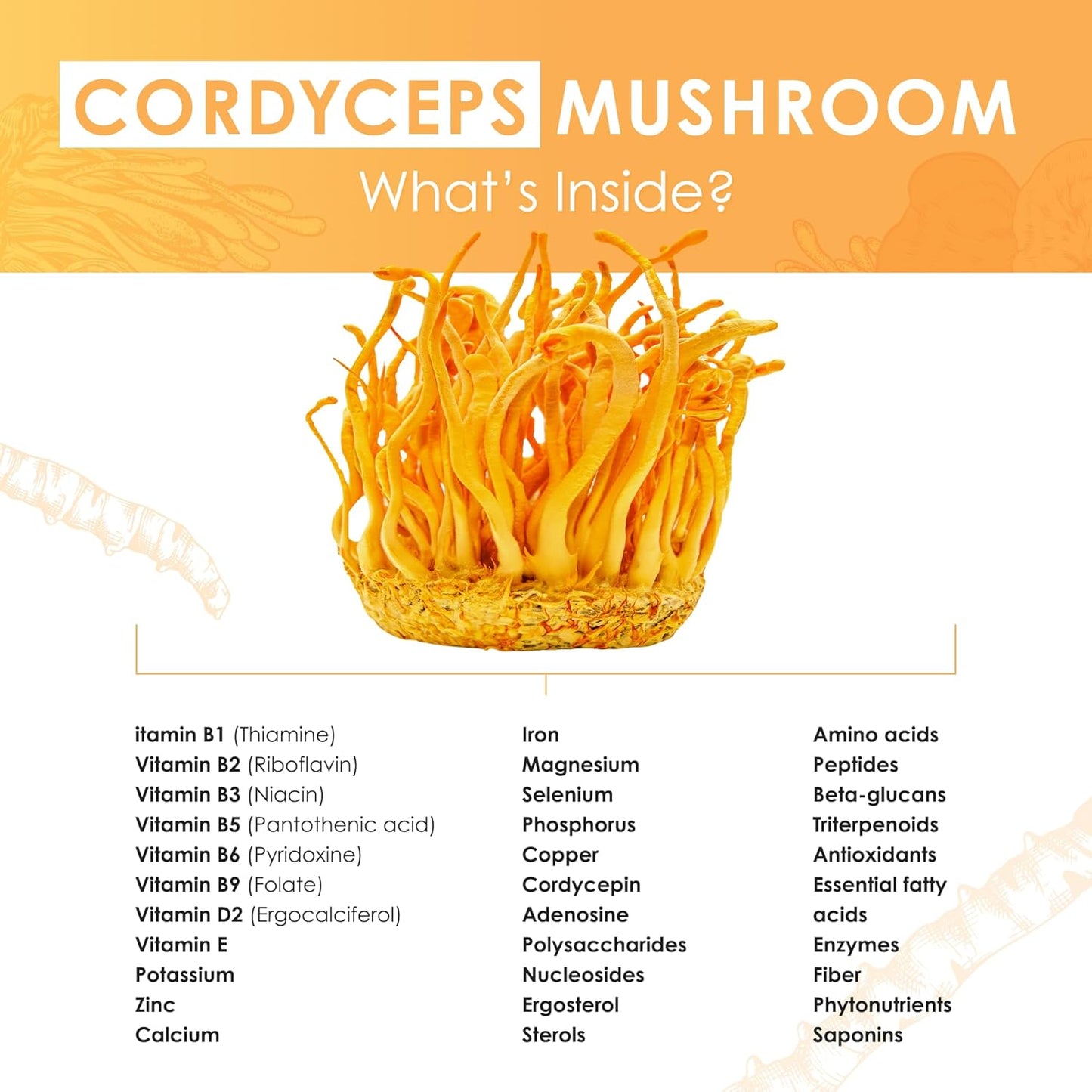 Organic Cordyceps Mushroom Extract Powder for Energy, Stamina & Endurance Support - 60g Purest Mushrooms Cordyceps Powder
