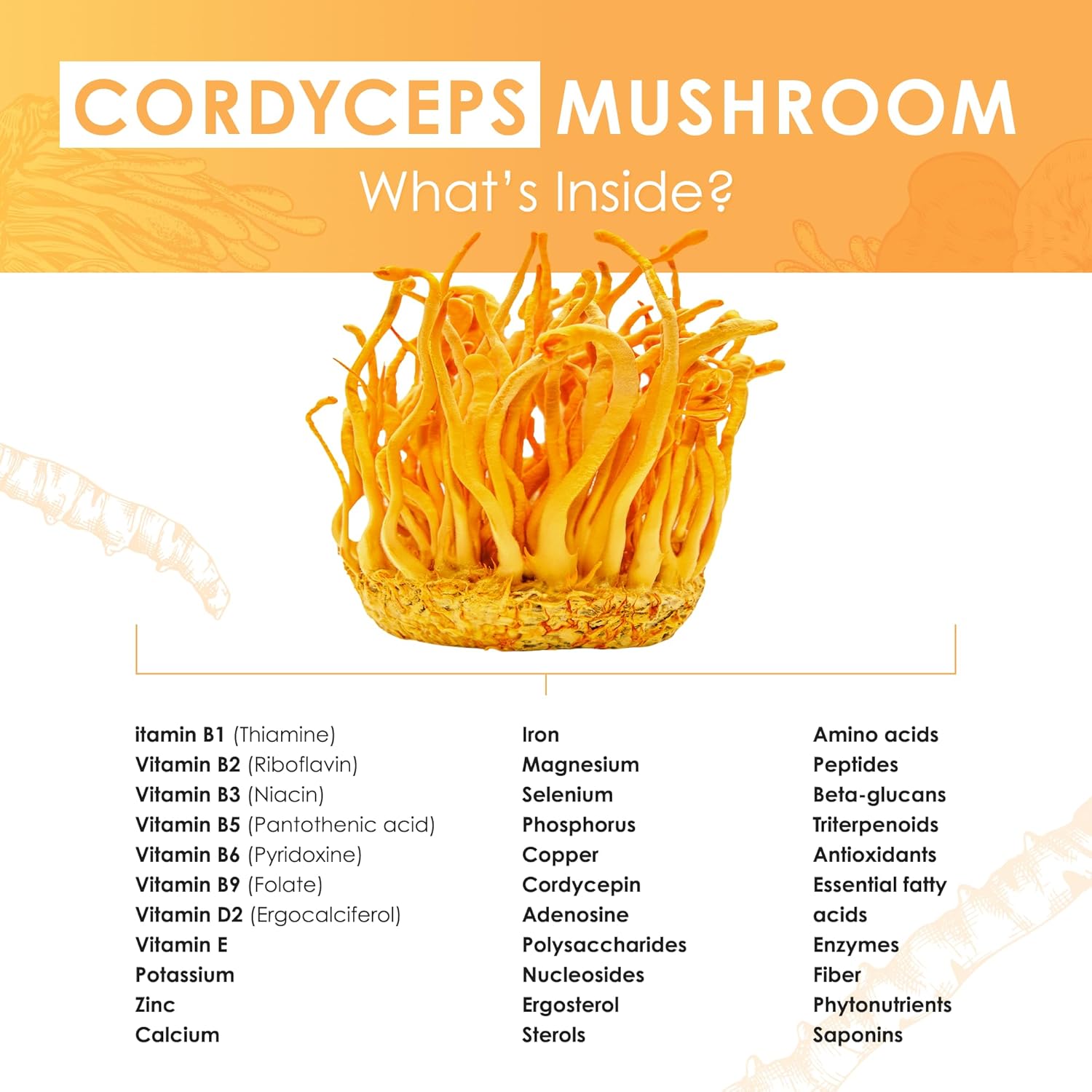 Organic Cordyceps Mushroom Extract Powder for Energy, Stamina & Endurance Support - 60g Purest Mushrooms Cordyceps Powder