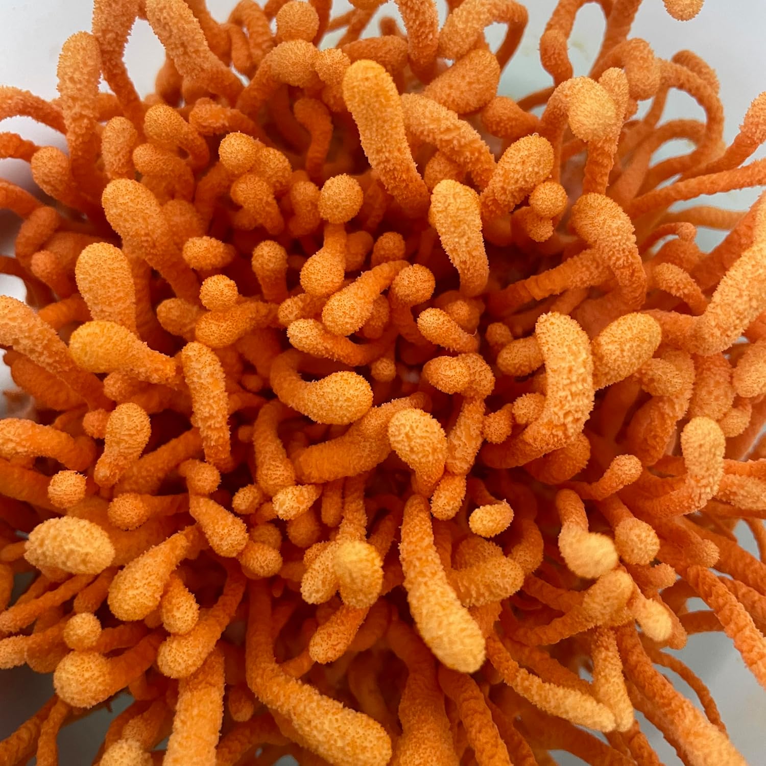 Organic Dried Cordyceps from Hodgins Harvest - USA Grown and Certified