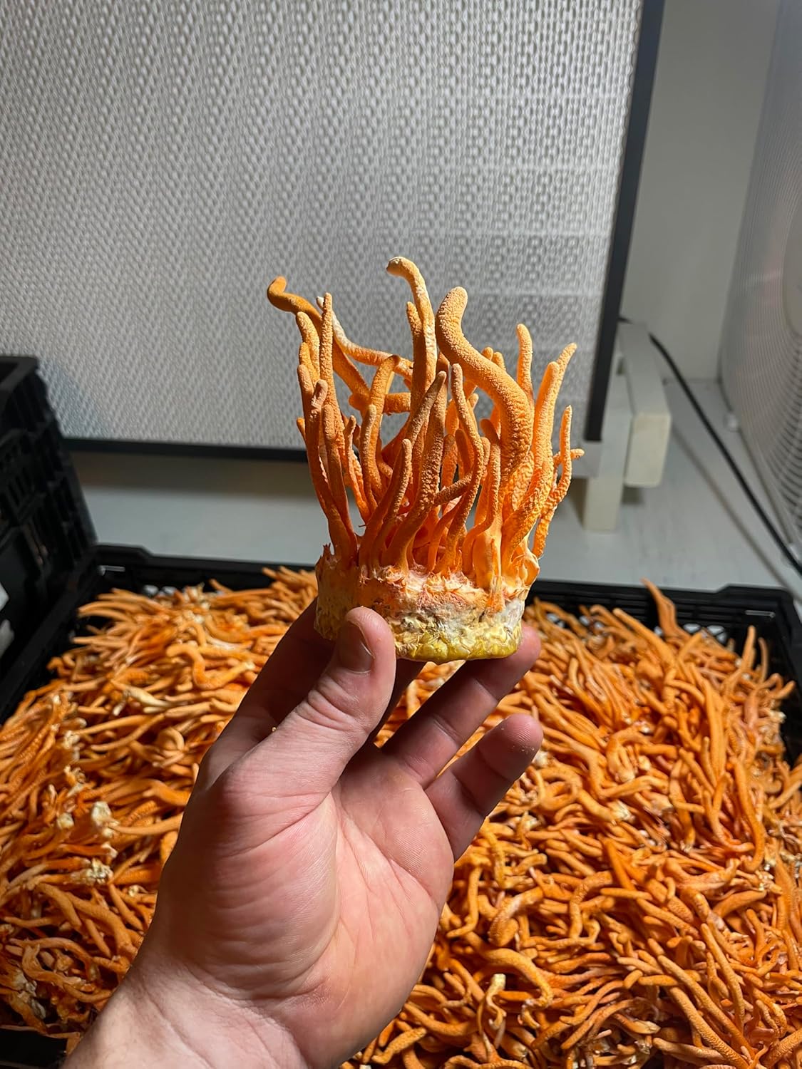 Organic Dried Cordyceps from Hodgins Harvest - USA Grown and Certified