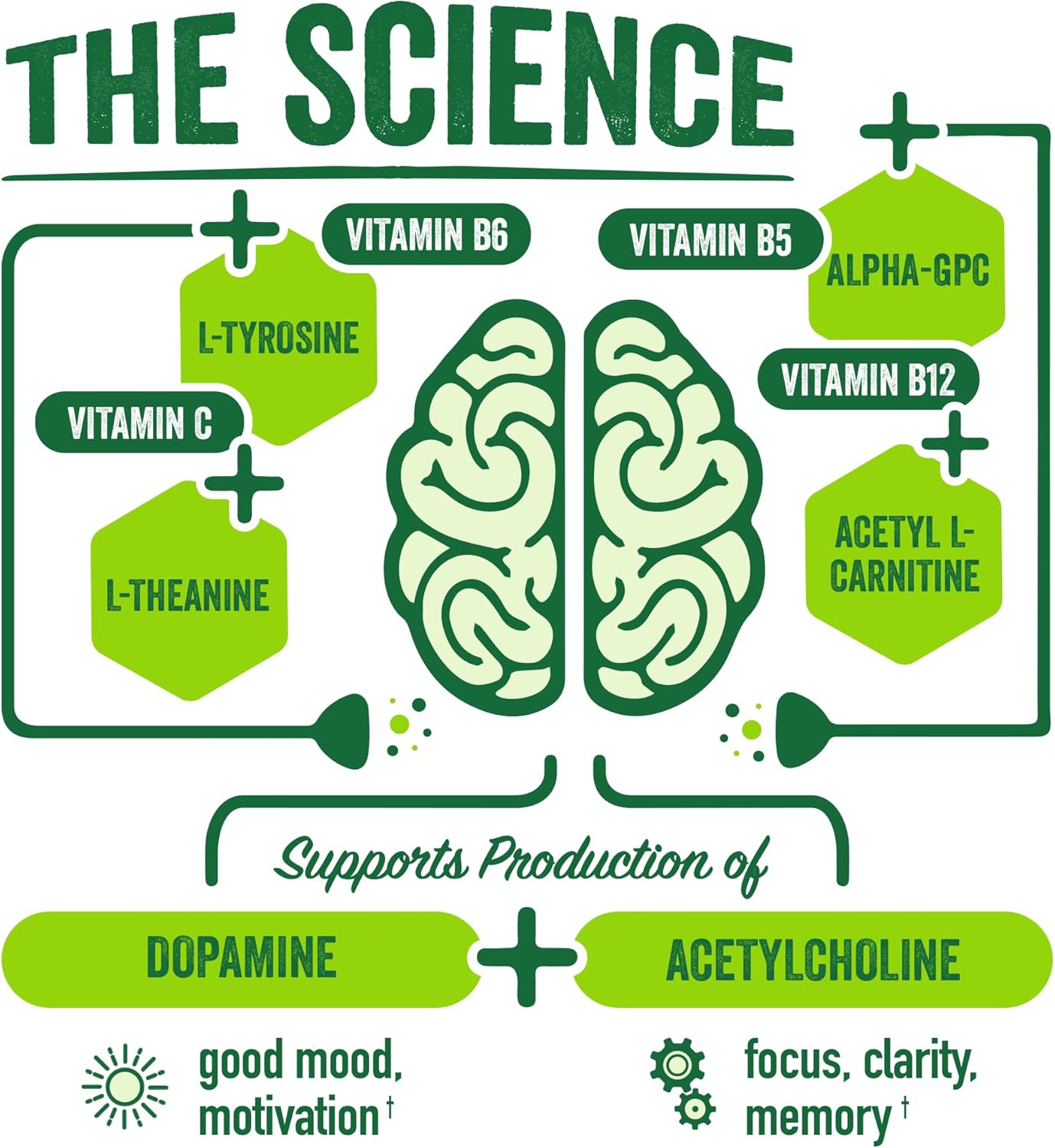 Organic Energy and Focus Drink Mix with L-Theanine and Vitamin B - BrainJuice Nootropic Supplement, Gluten-Free Powder, 15 Servings