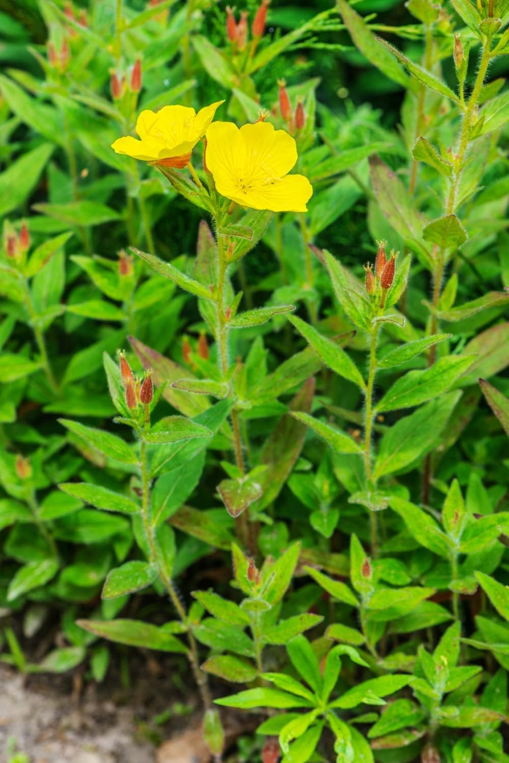 Organic Evening Primrose Seeds Powder | Oenothera biennis L | 50g Pack | Health Embassy