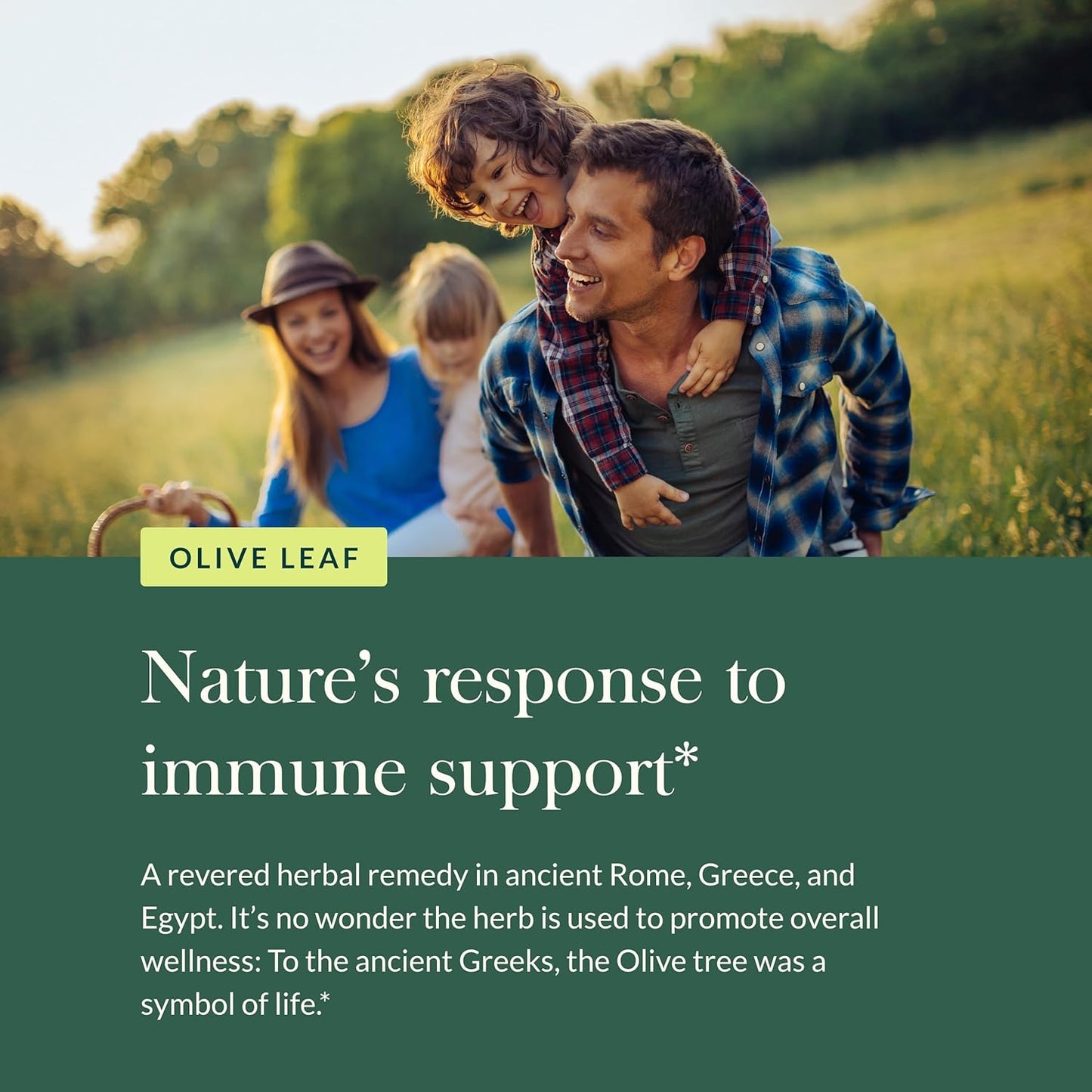 Organic Gaia Herbs Olive Leaf Liquid Extract, 1 fl oz for Immune Support