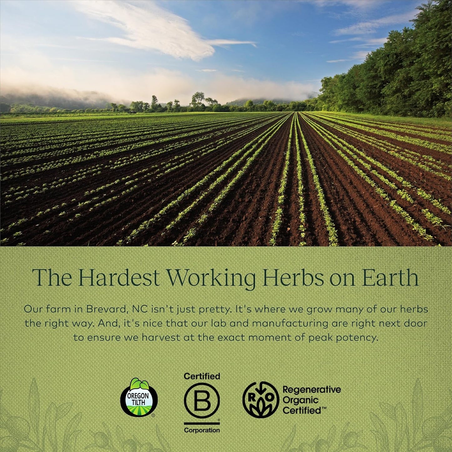 Organic Gaia Herbs Olive Leaf Liquid Extract, 1 fl oz for Immune Support