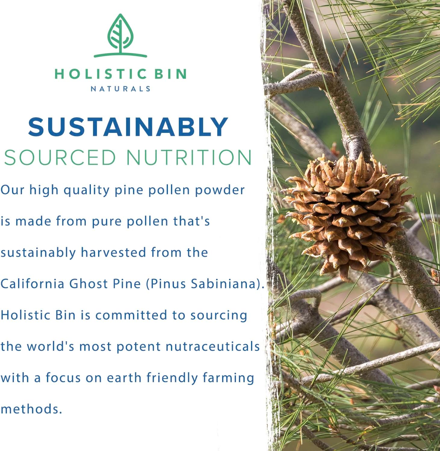 Organic Ghost Pine Pollen Powder - Pharmaceutical Grade, Wild Harvested California Pine Pollen Supplement - 20g