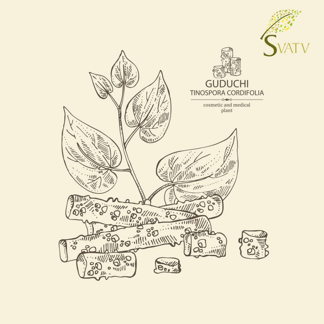 Organic Giloy Powder for Immune Support & Detox - Tinospora cordifolia Stem - 227g, 8oz, 0.5 Lbs