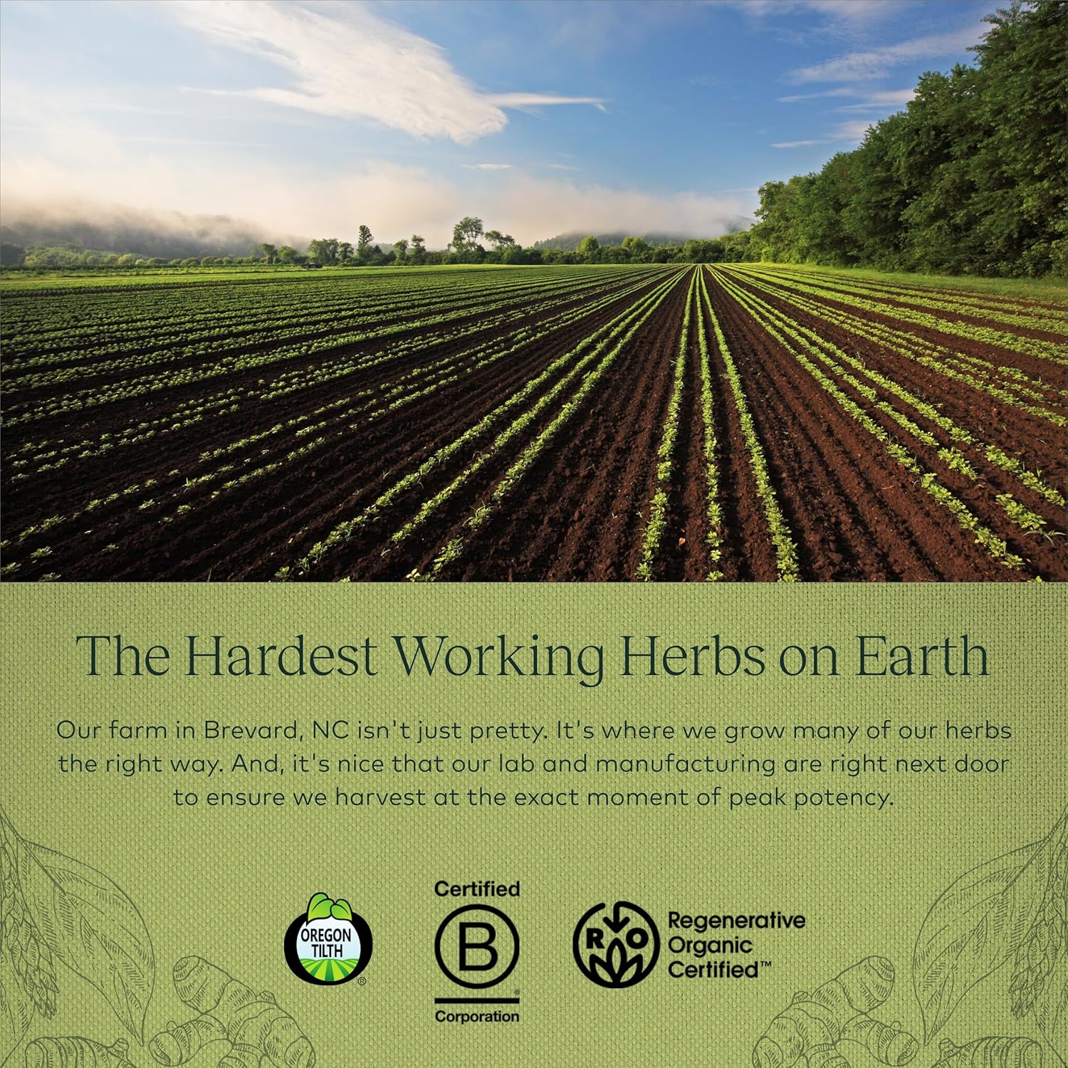 Organic Ginger and Turmeric Root Supplement for Digestive Health - 60 Vegan Liquid Capsules