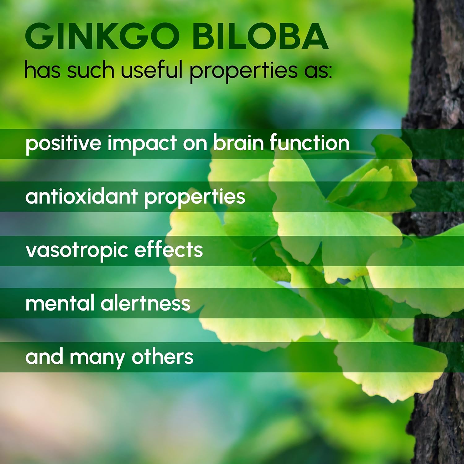Organic Ginkgo Biloba Powder 8 oz - Pure Natural Supplement for Brain Support and Mental Alertness